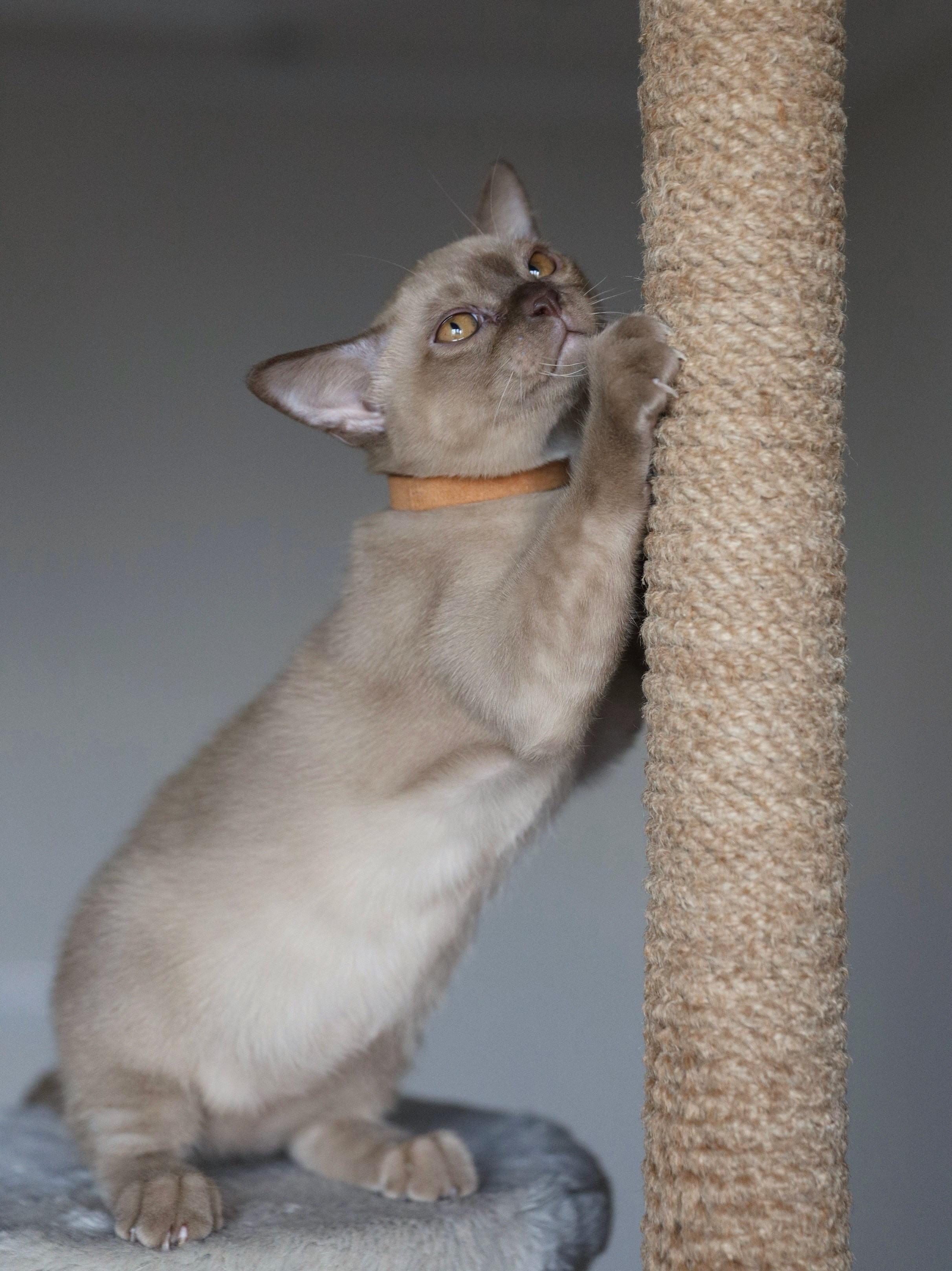 Casper. Питомник «Bouncy Life»