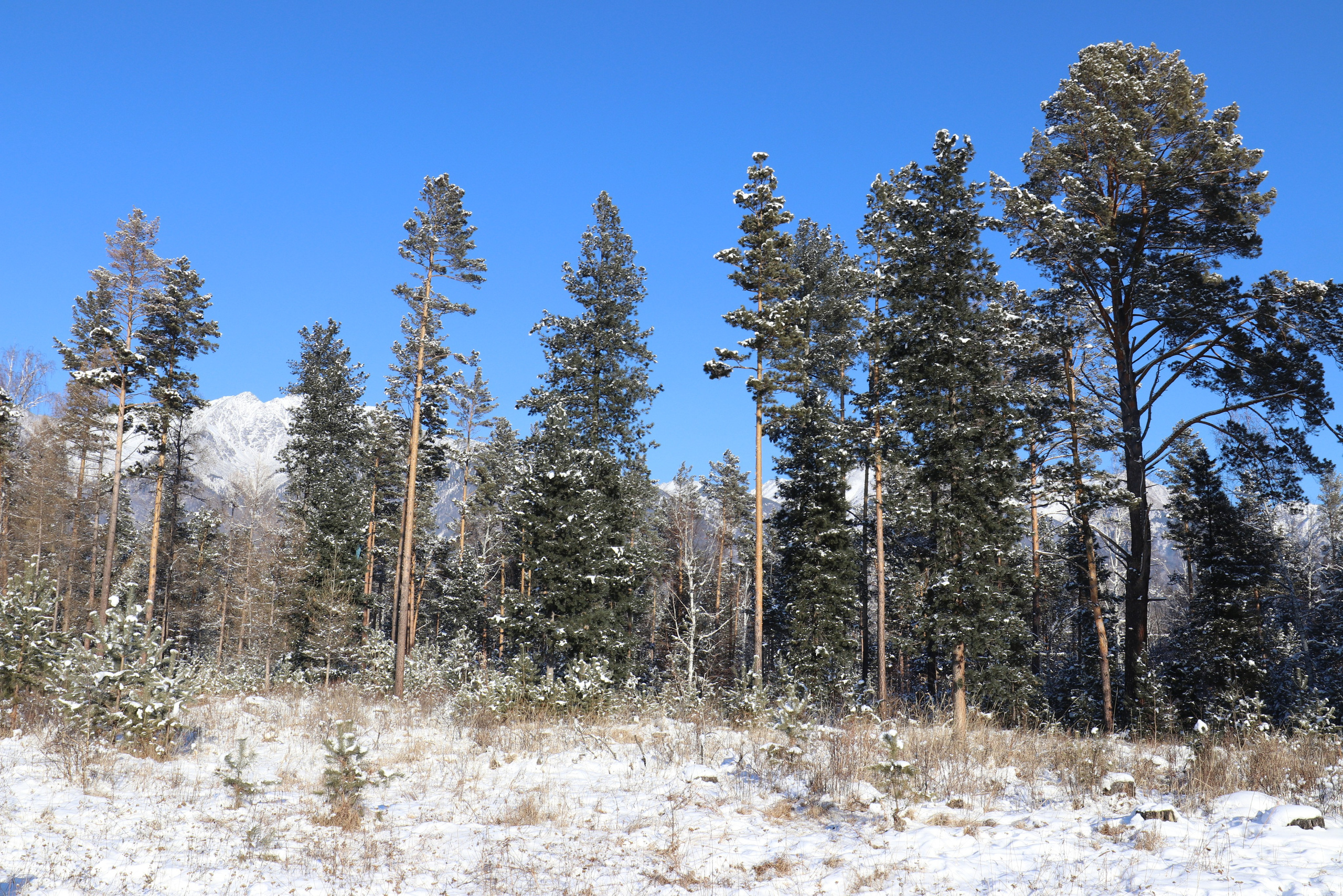 Аршан. Январь 2022. Путешественник-фотограф из Санкт-Петербурга Татьяна Свистулина