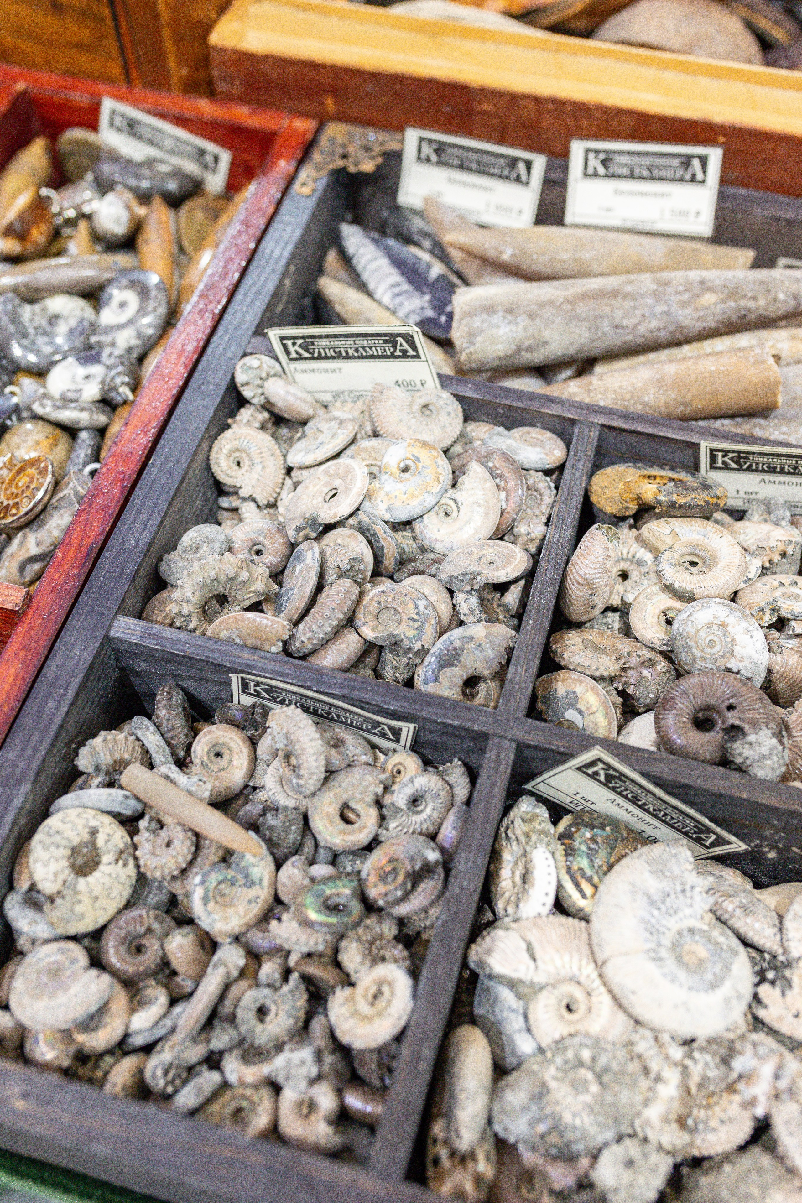 Орхидиум май 2025. Александра Куликова фотограф, Москва