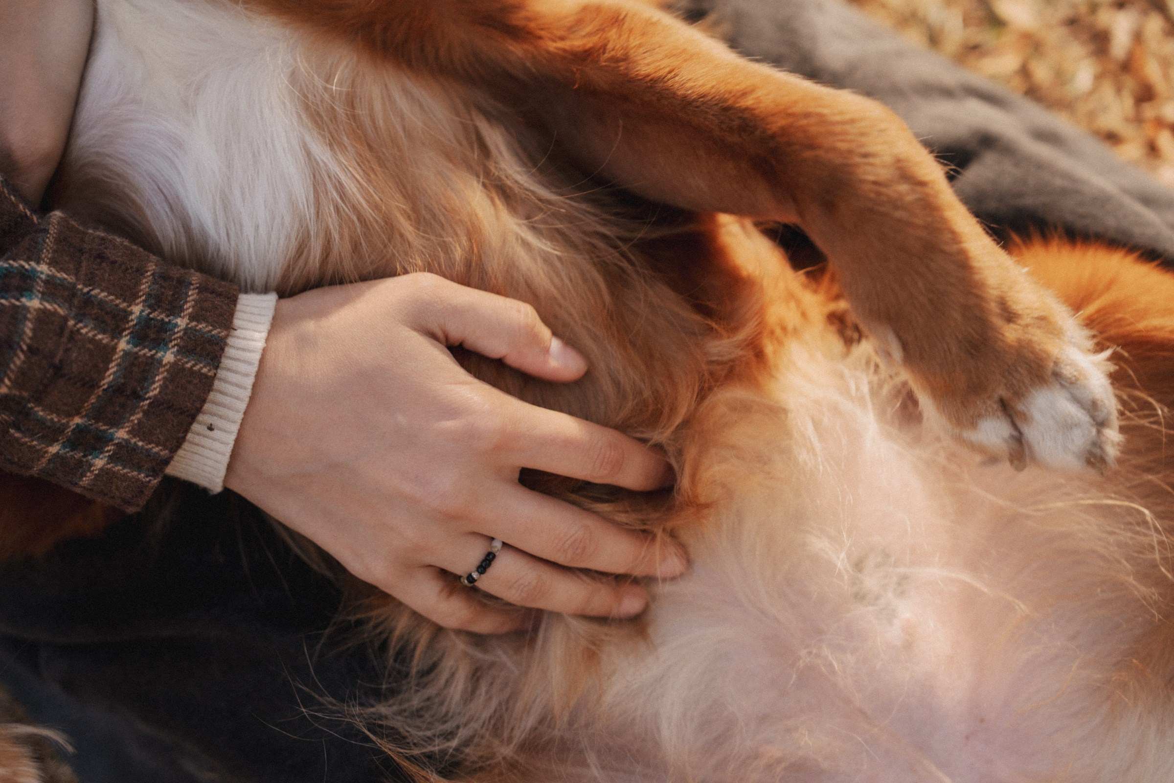 Солнечные лапки ♡ Полина и Эста. Свадебный и портретный фотограф в Москве, Светлана Янковая
