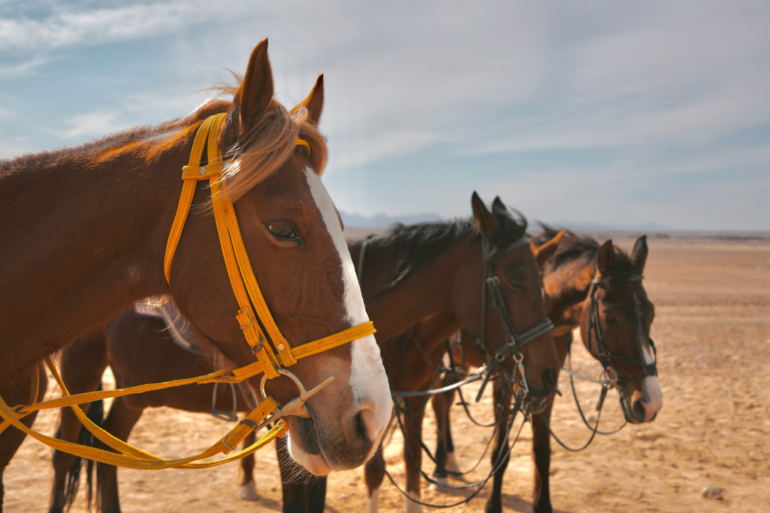 Анималистика. Фотограф Семён Родов