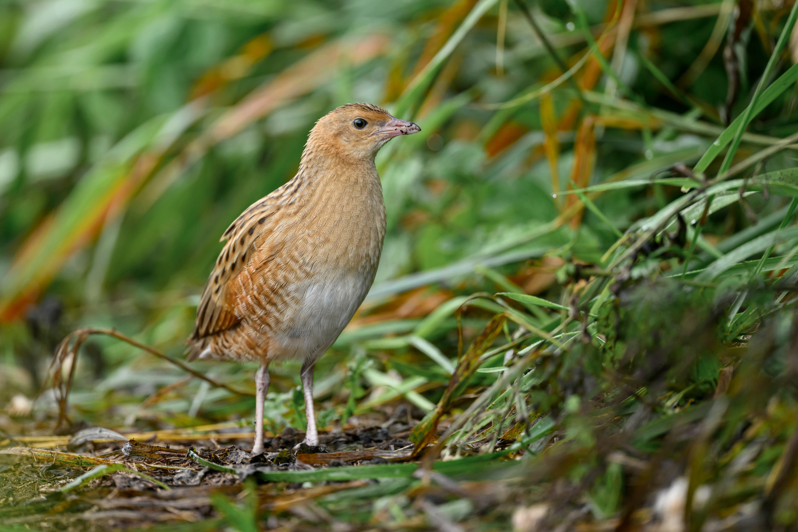 Коростель, кукушка, каменка. Wildlife photography by Sergey Puponin