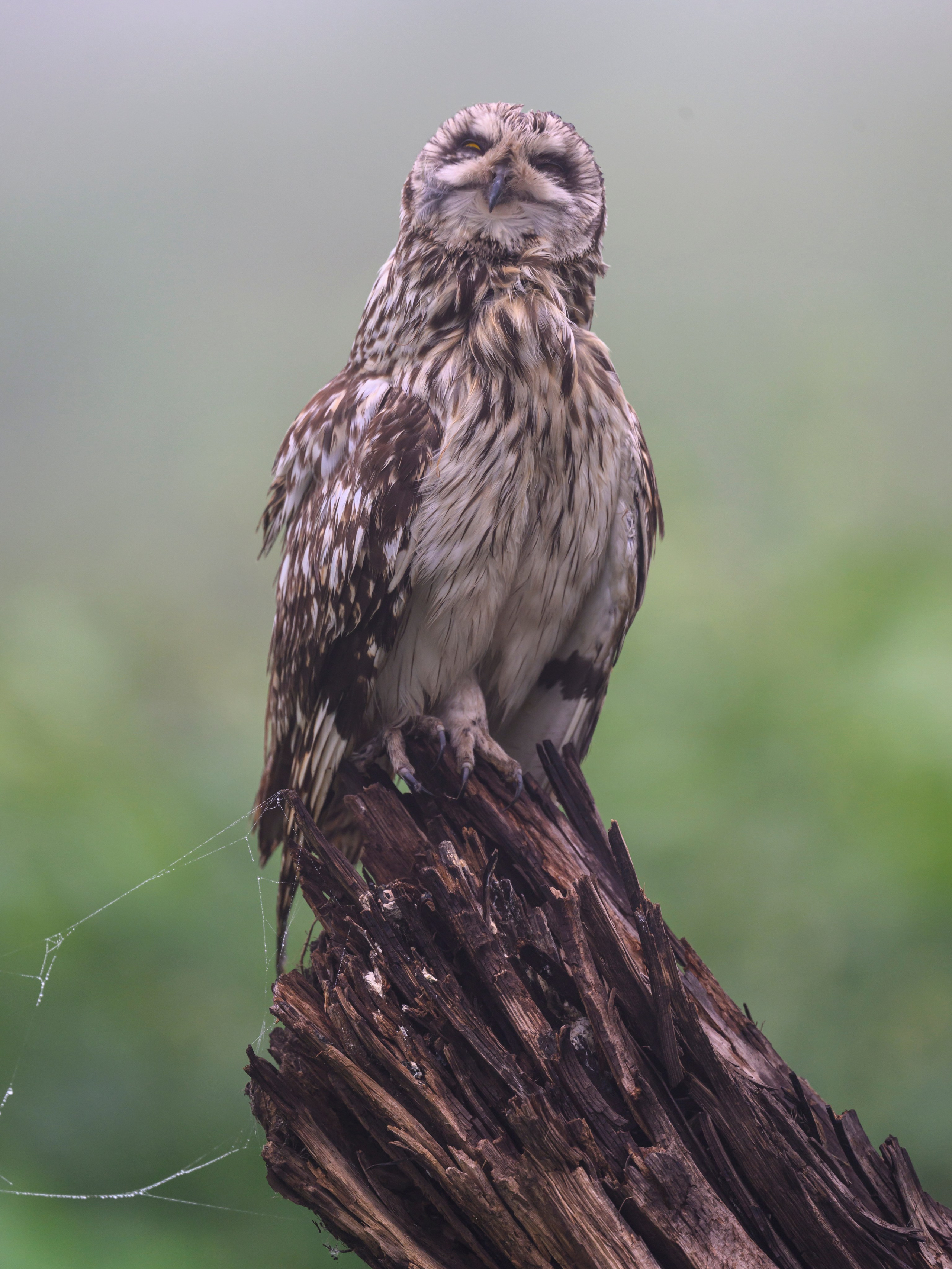 Сова вернулась. The owl has returned. Wildlife photography by Sergey Puponin