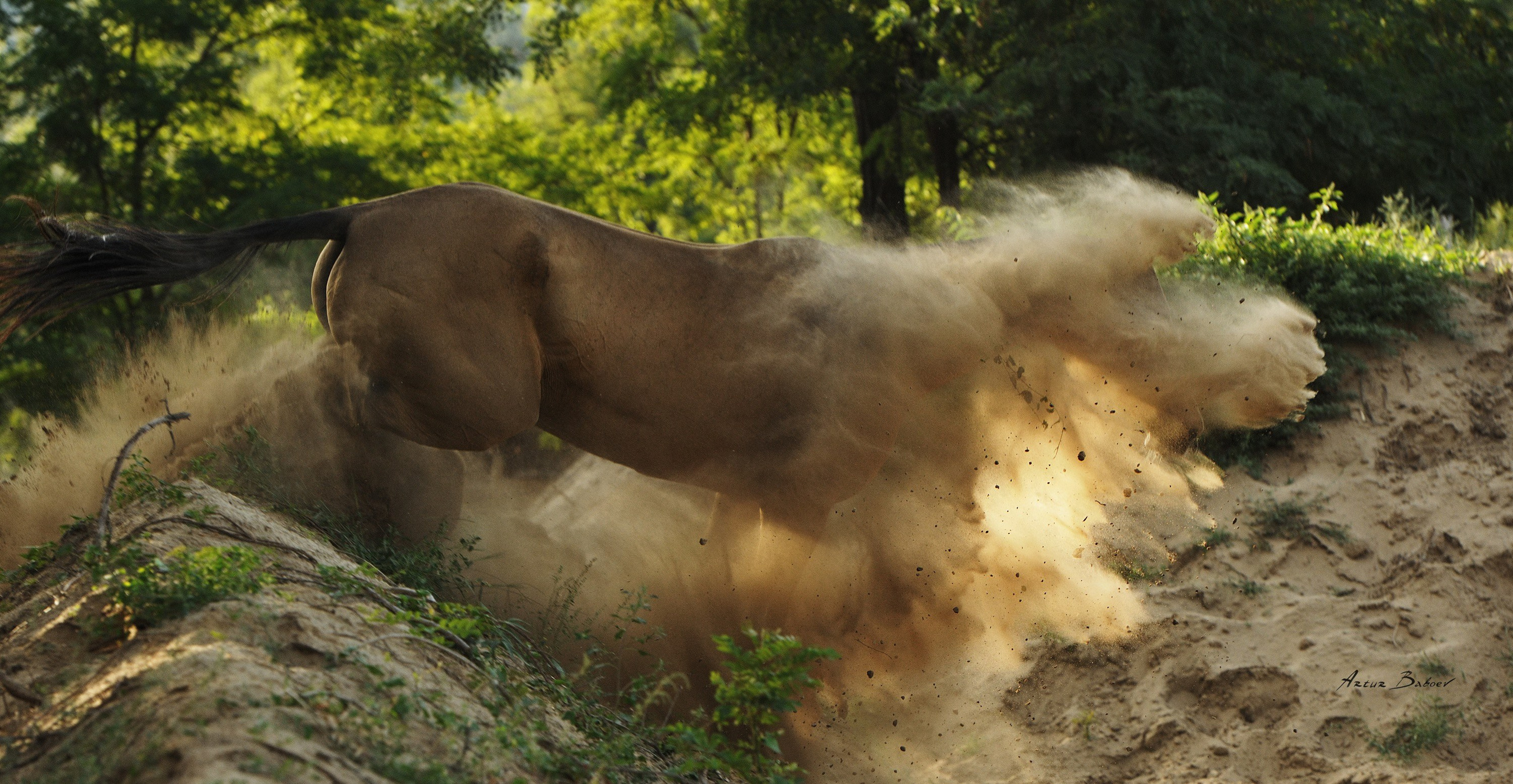 Gallery. Art photos of horses — ARTUR BABOEV | Photographer