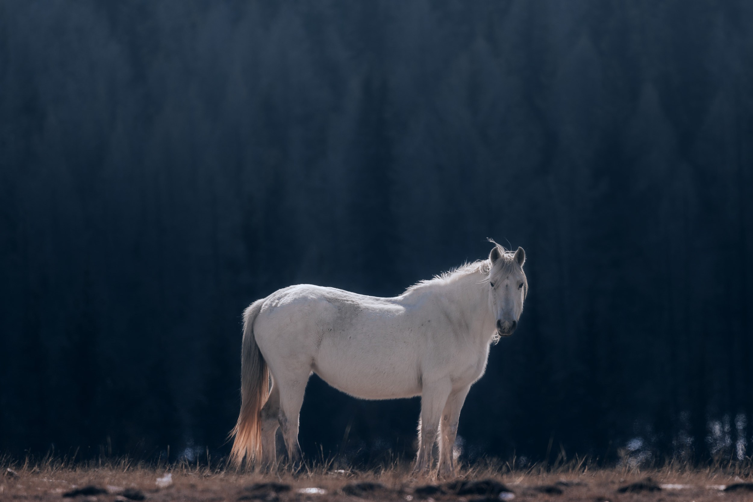 Дикая природа • Wildlife. Елена Ивановой • Профессиональный фотограф
