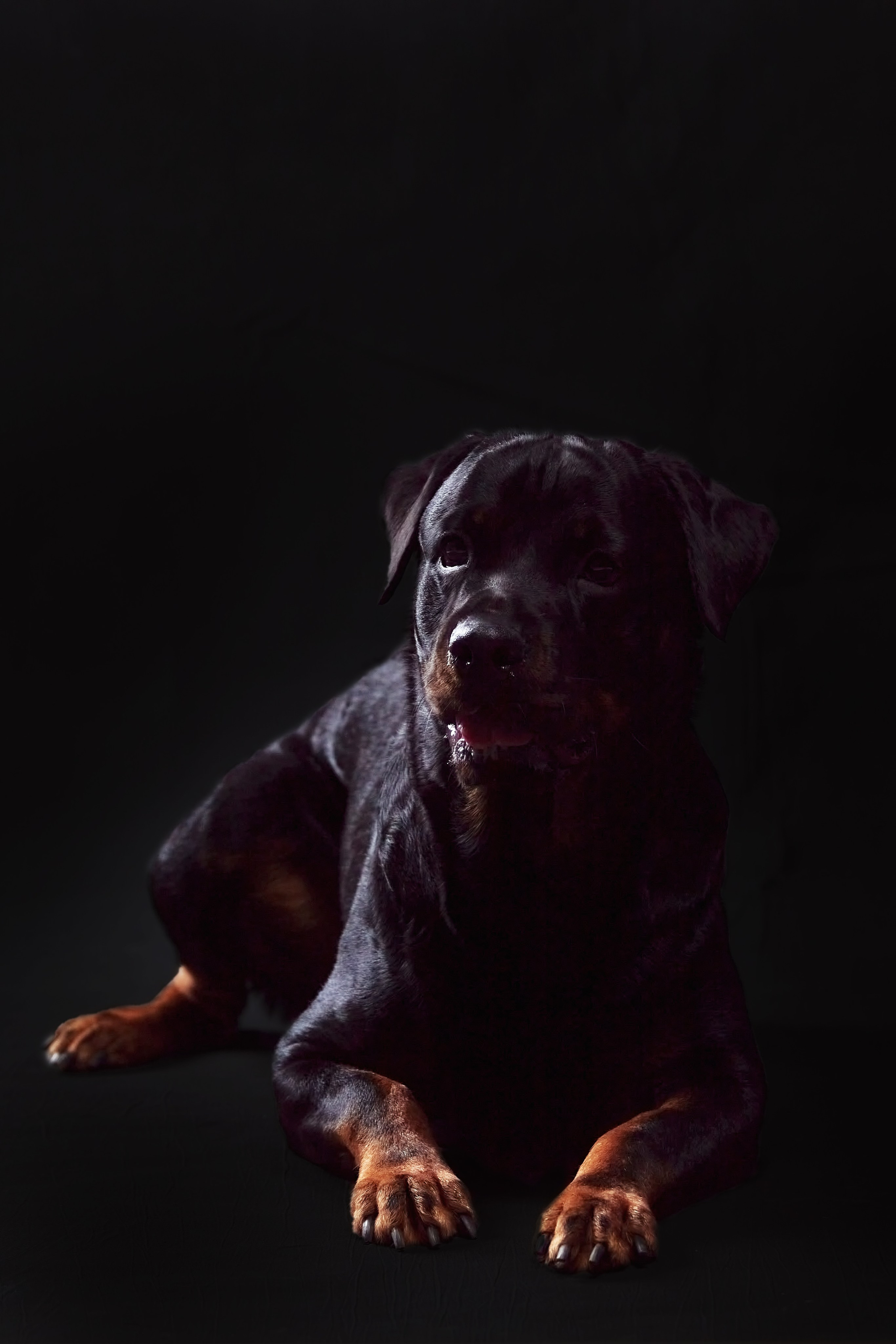 Фотосессия с животными. Фотограф анималист — Тула, Москва