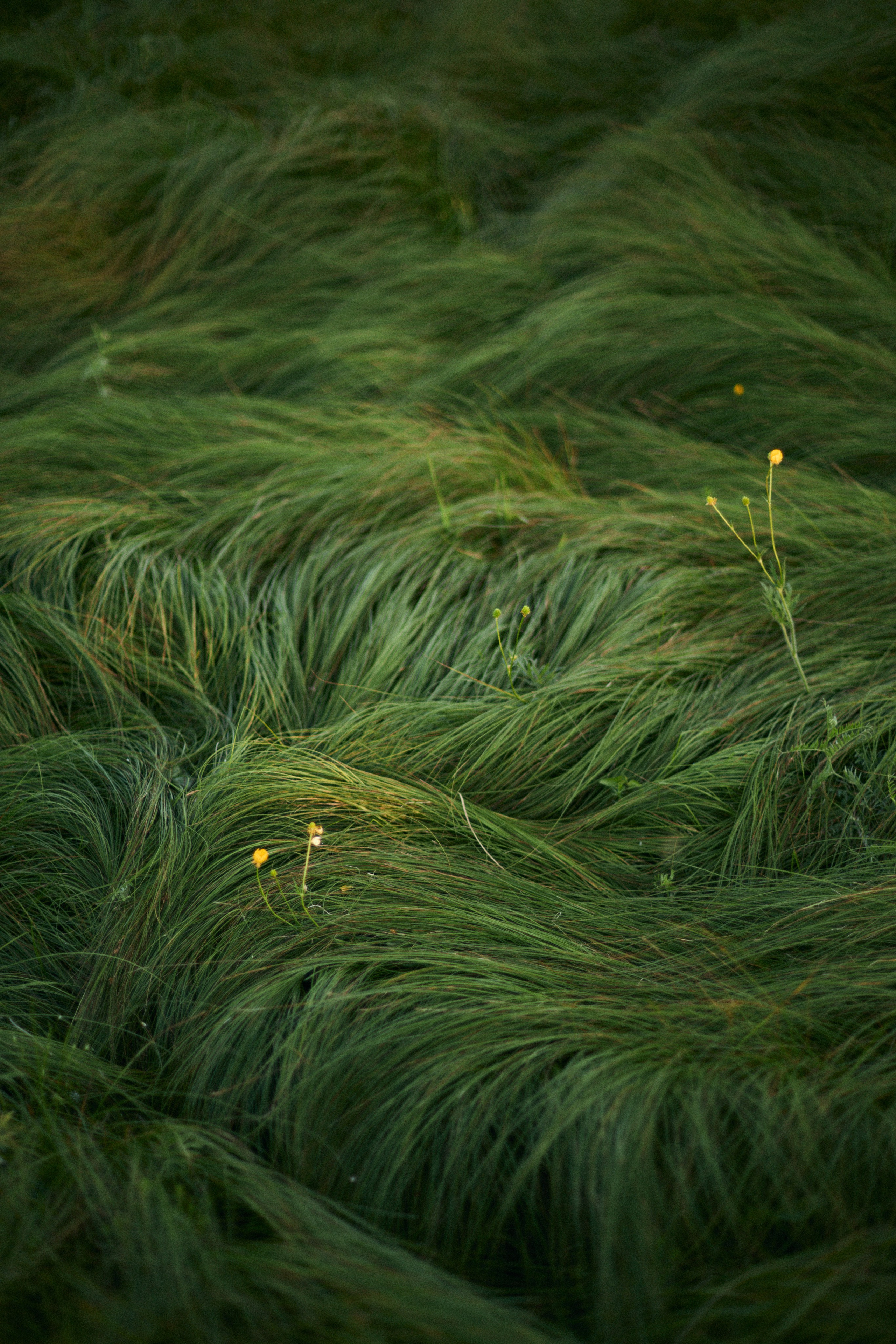 Полина. Профессиональный Фотограф во Владимире, в Москве и в Суздале — Полина Романычева