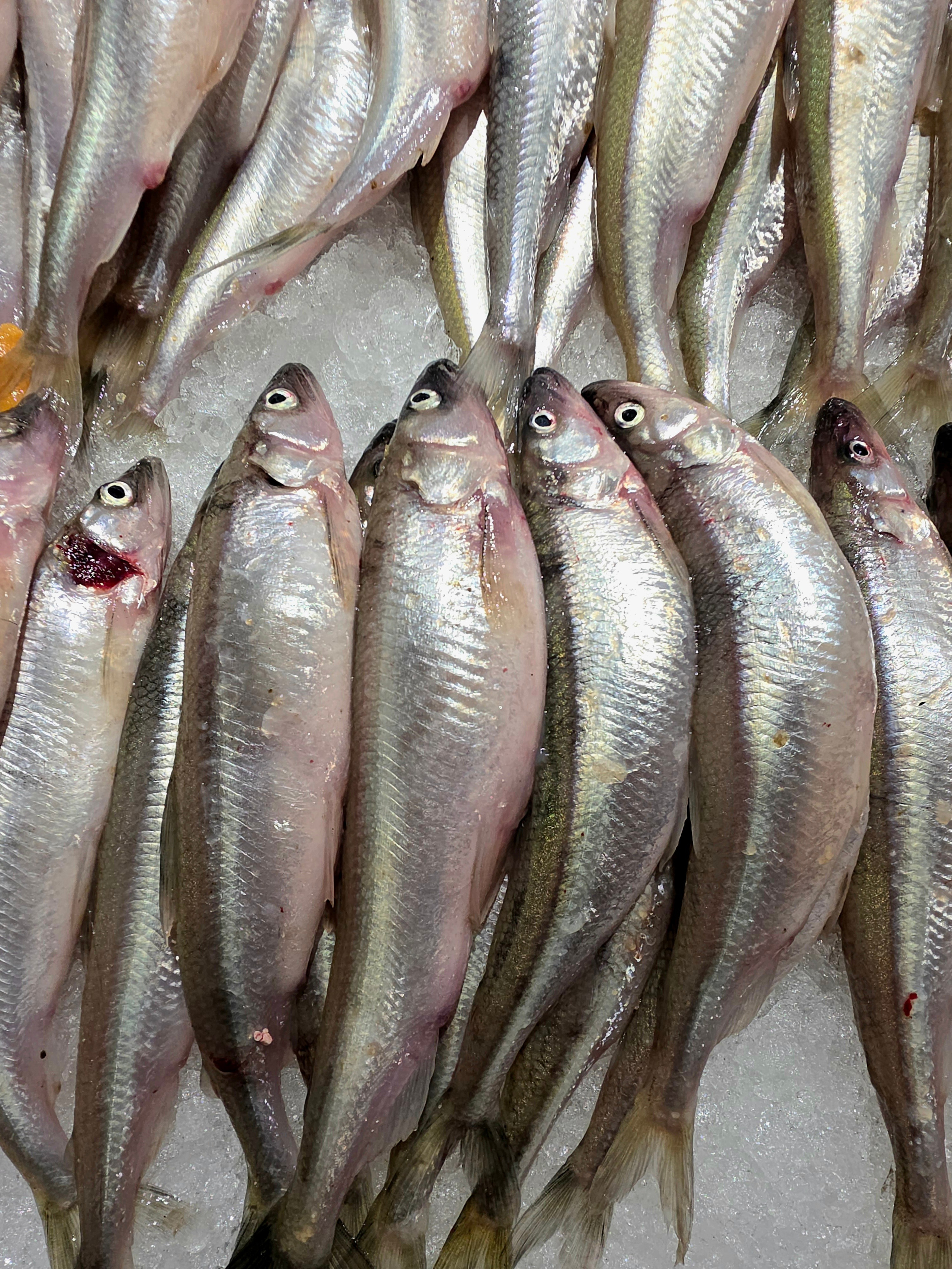 На рынок за корюшкой