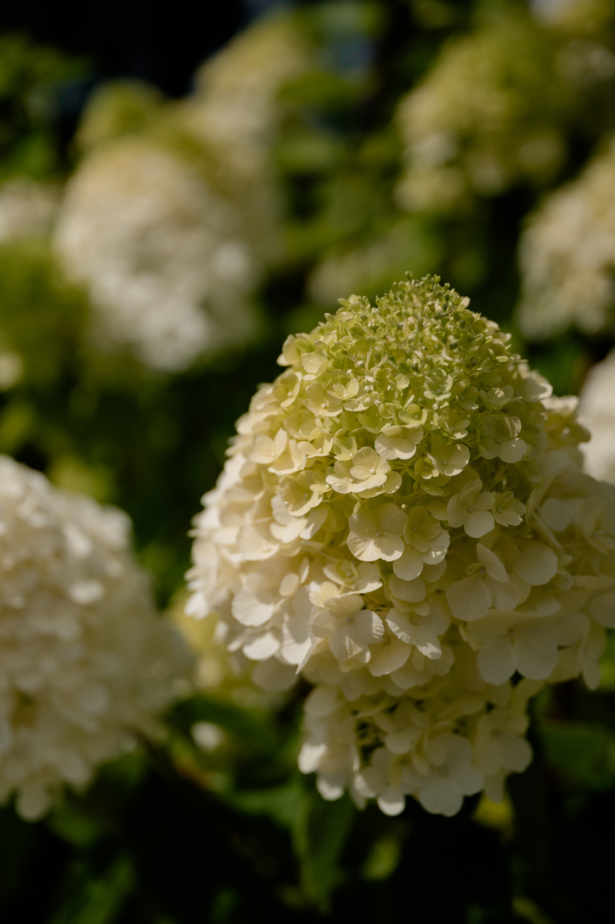 Юрий и Дарья. Фотограф Анна Пятак