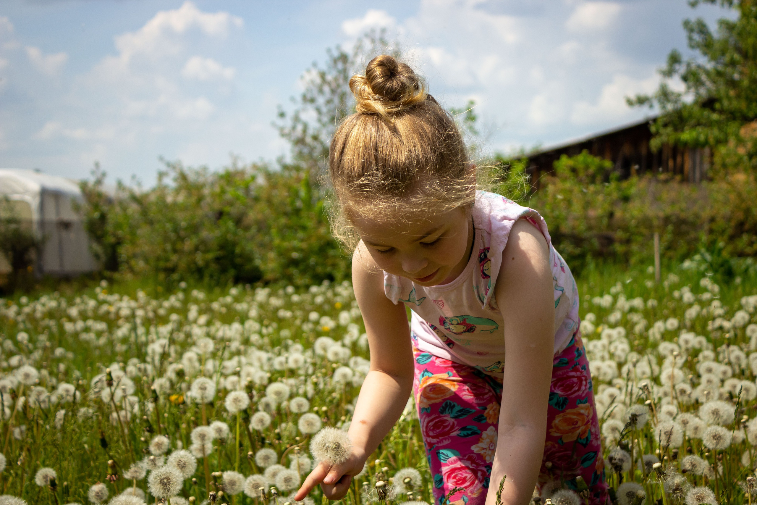 Одуванчики. Фотограф в Богдановиче Анна Сантяпова