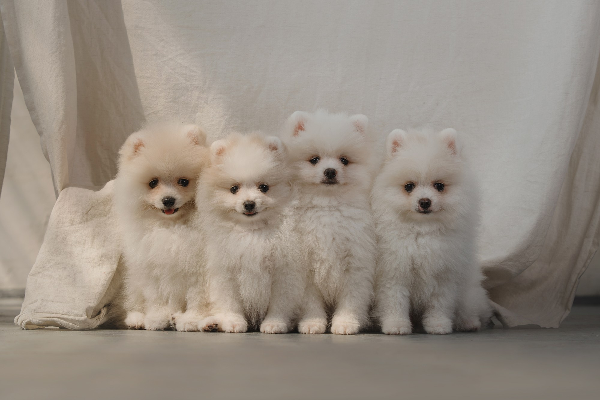 Щенки. Фотограф Анна Тюрина