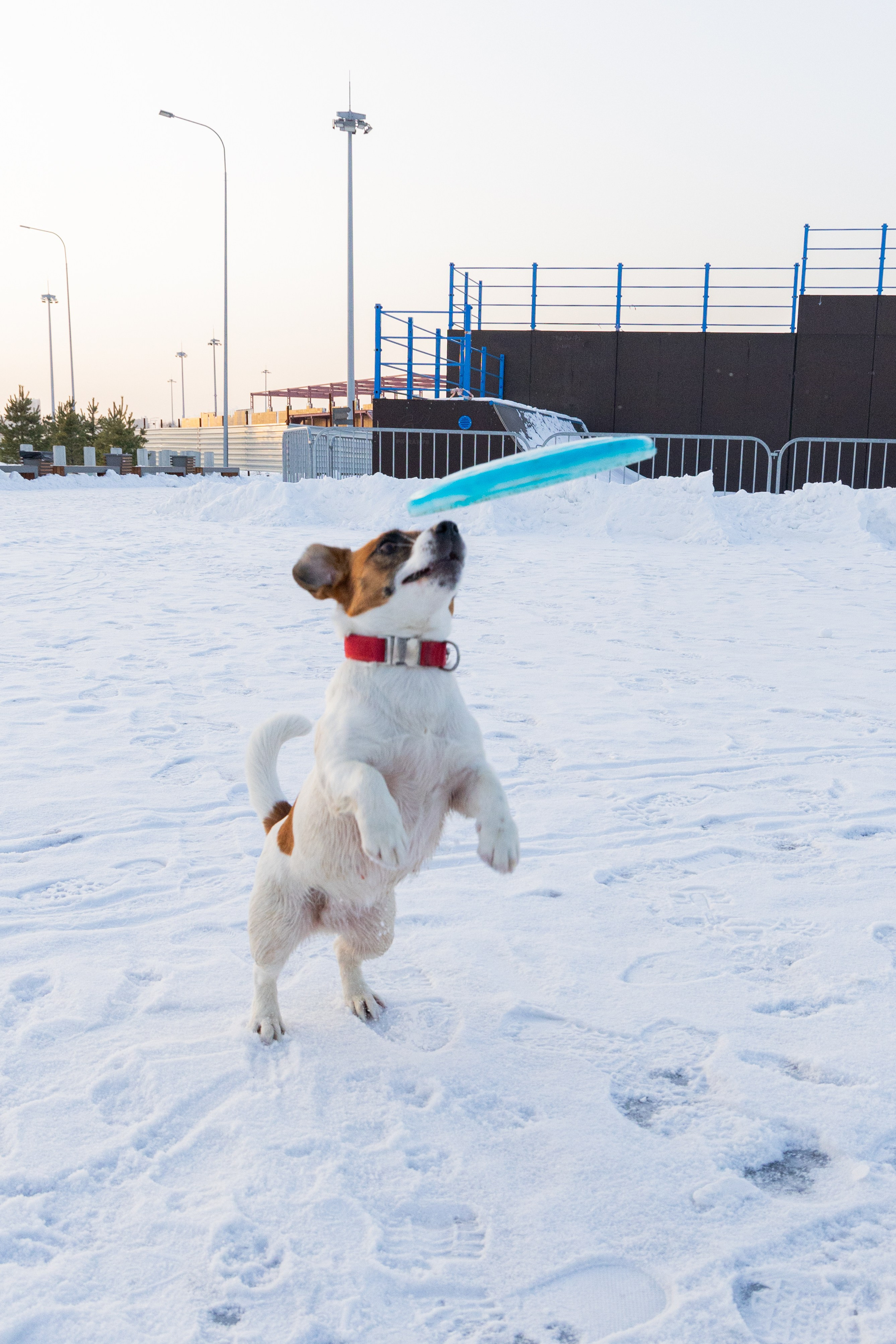 Фотосъёмка животных. Профессиональная коммерческая, промышленная и репортажная фотосъёмка для бизнеса