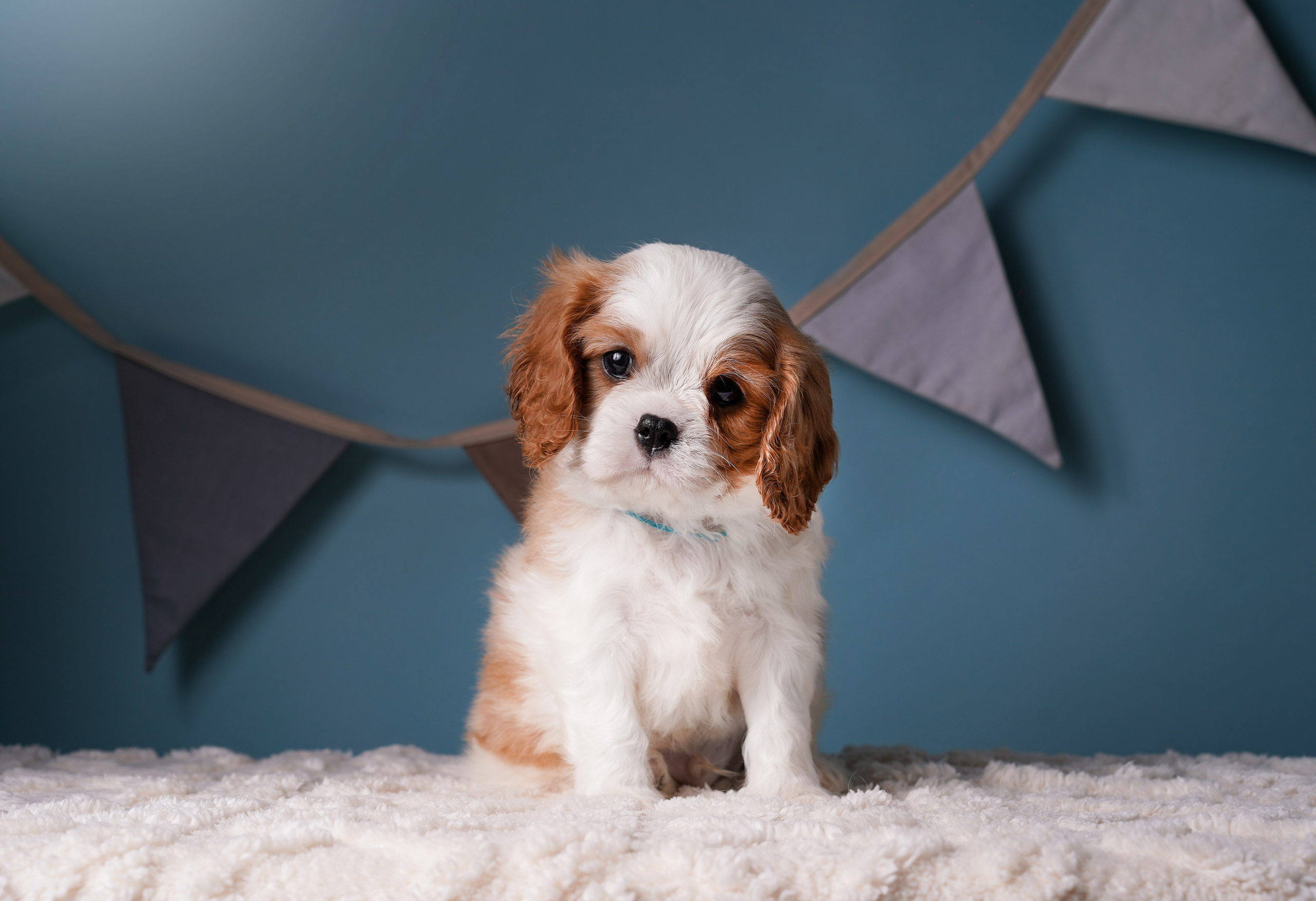 Щенки кавалера. Фотограф-анималист в Санкт-Петербурге Яна Мартынова
