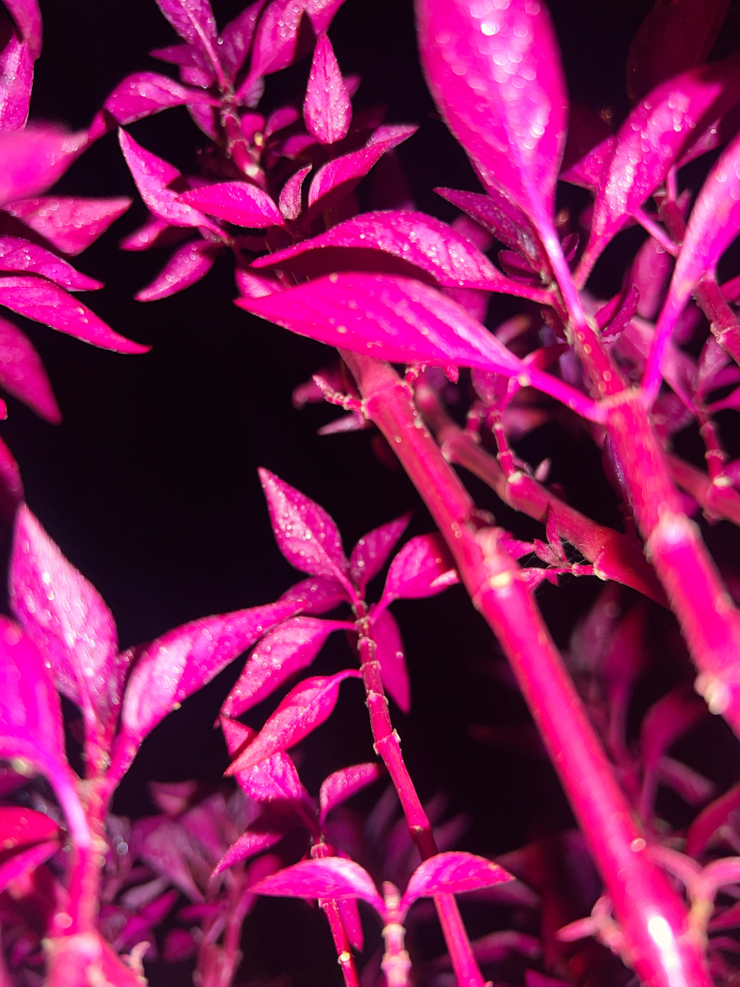 Цветы ночи. Анна Хвалина