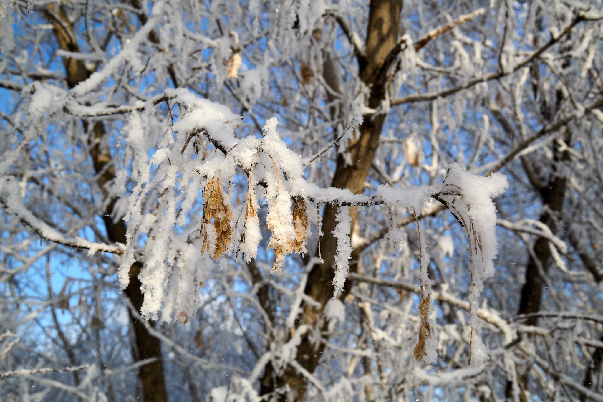 Предновогодняя сказка. Фотограф Омск | Александр Вандеров