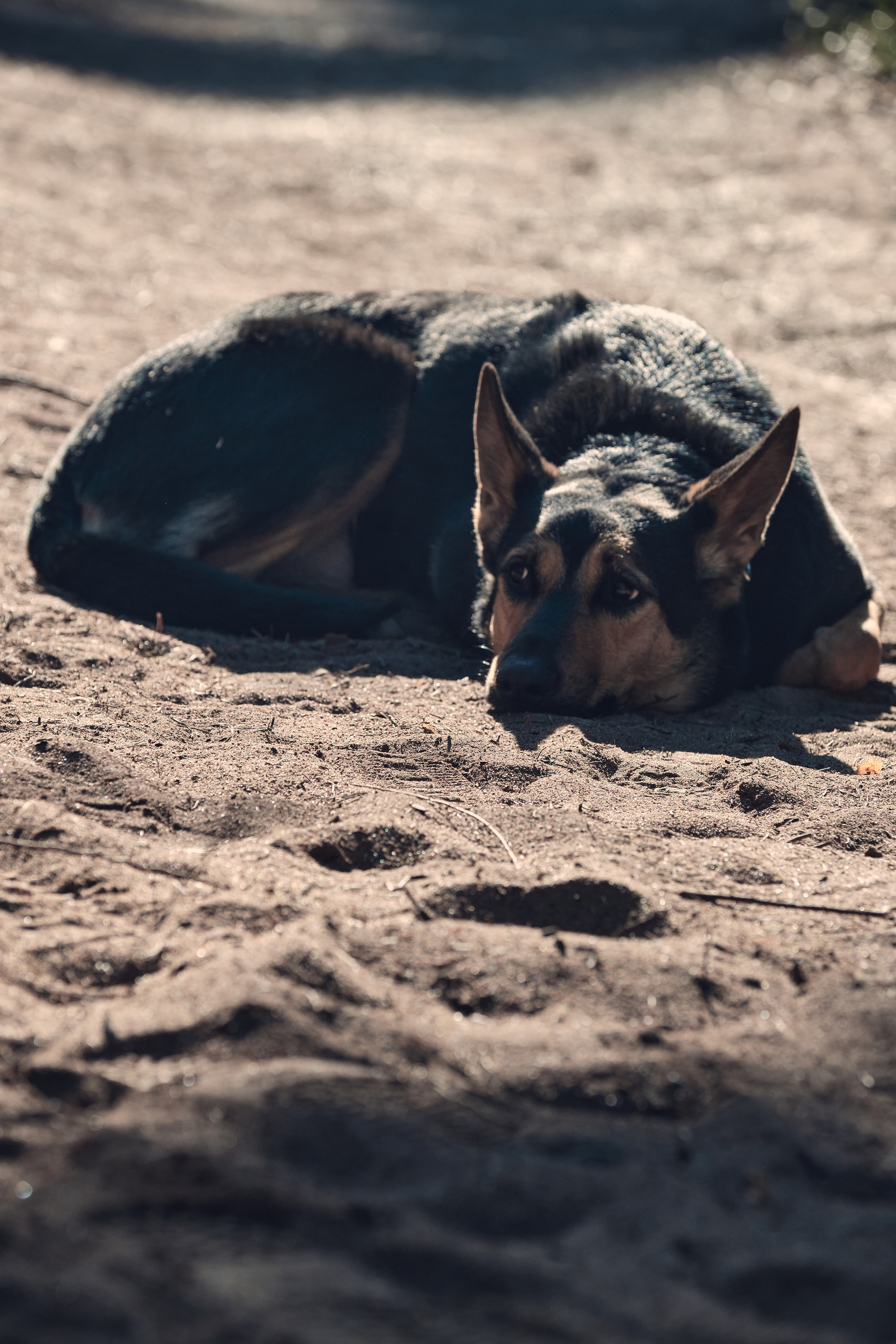 Solar Systo. Юреализм