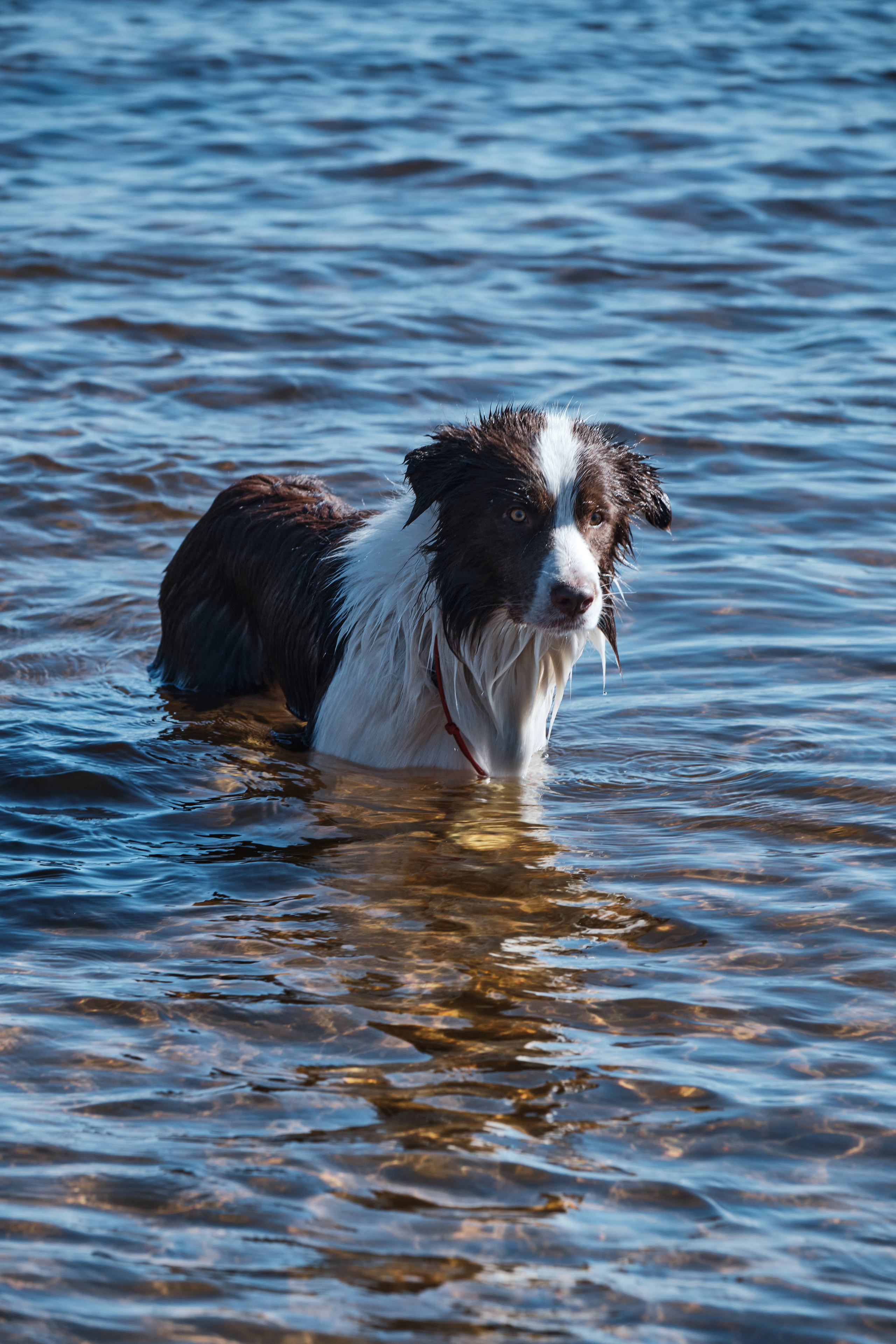 Solar Systo. Юреализм