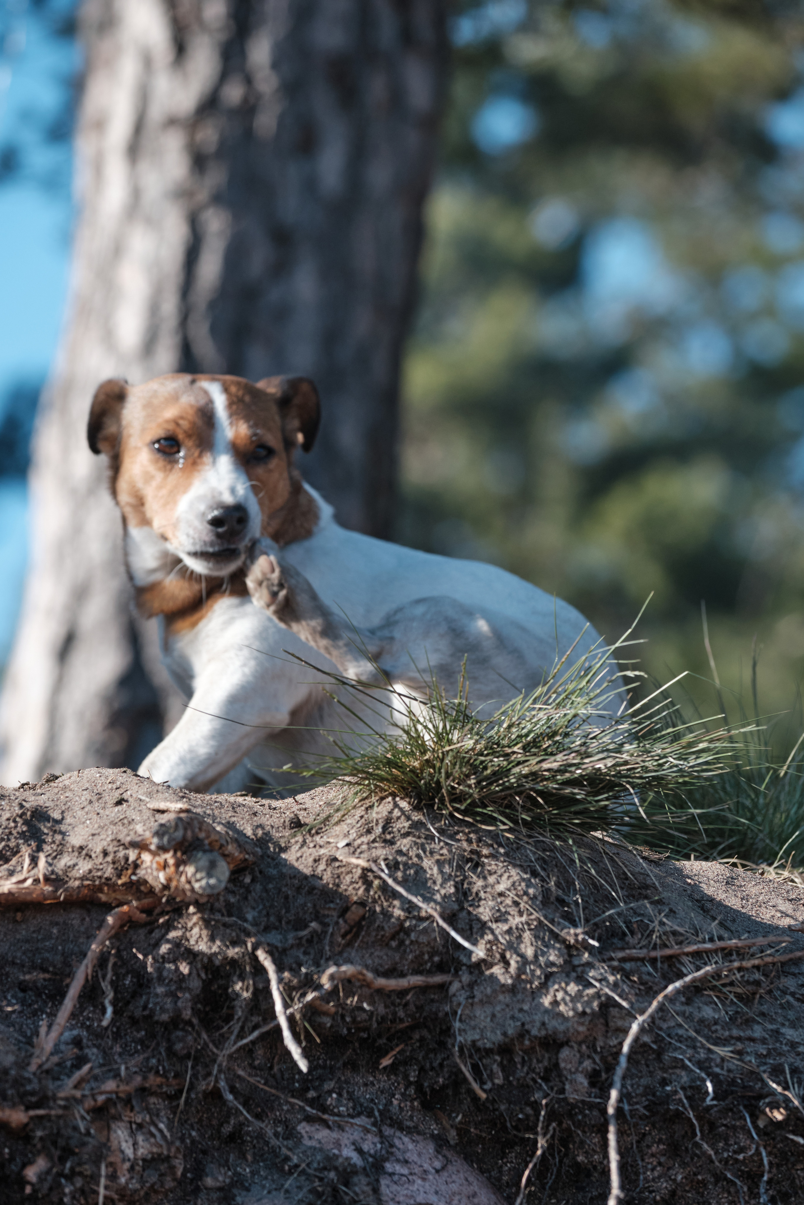Solar Systo. Юреализм
