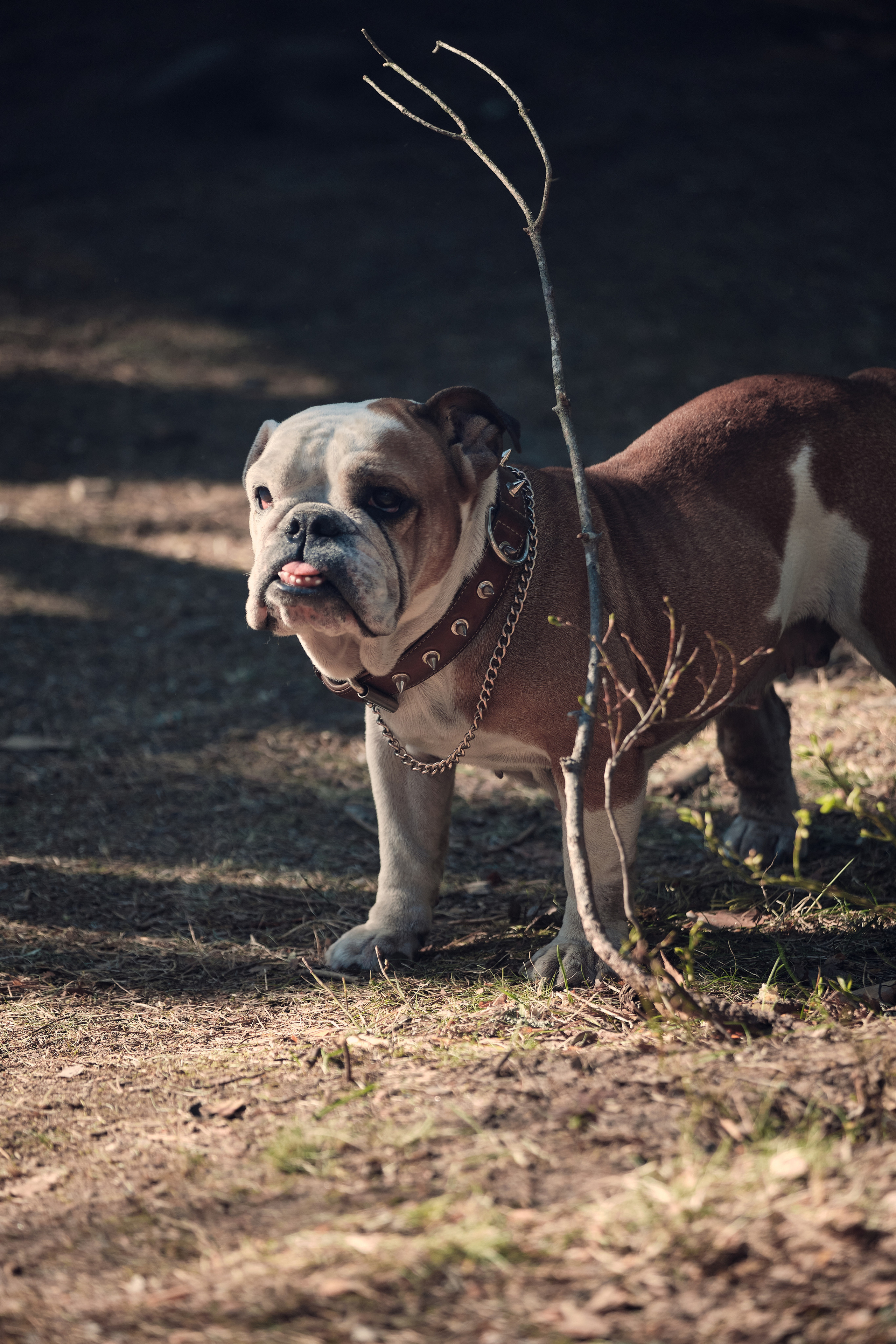 Solar Systo. Юреализм