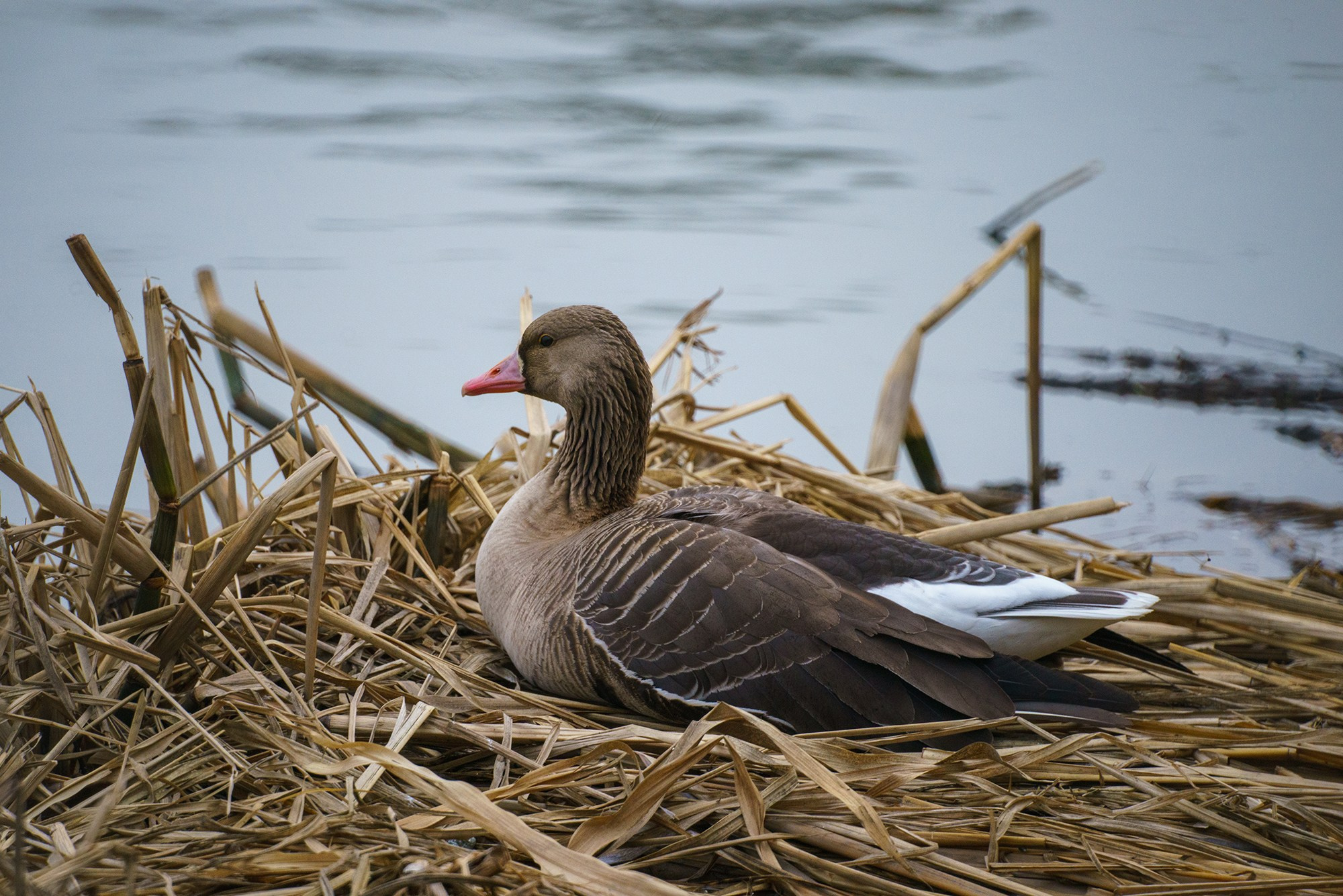 Удивительные мир птиц. Вокруг нас столько прекрасного — присмотритесь!. Ваш личный фотограф Марина Волкова