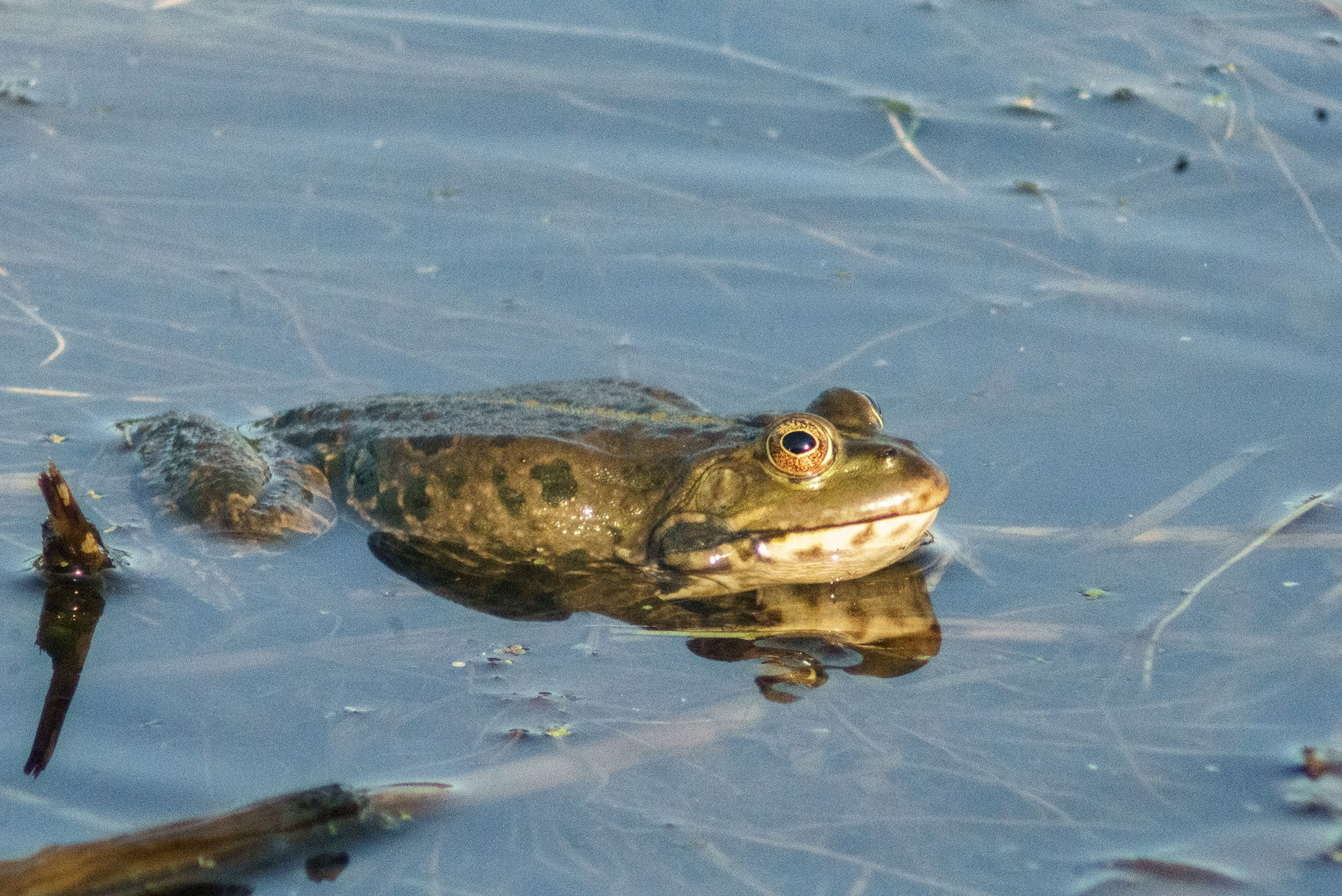 Животные. Ваш личный фотограф Марина Волкова