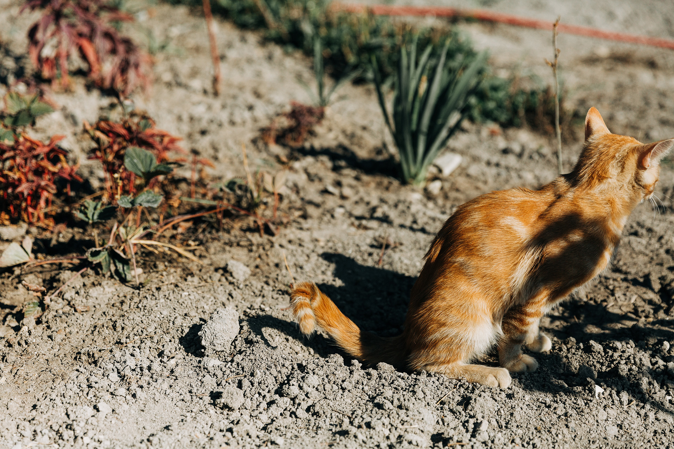 LoveStory победитель WeddingAwardsЮГ. Свадебный и семейный фотограф в Краснодаре Роман Моско