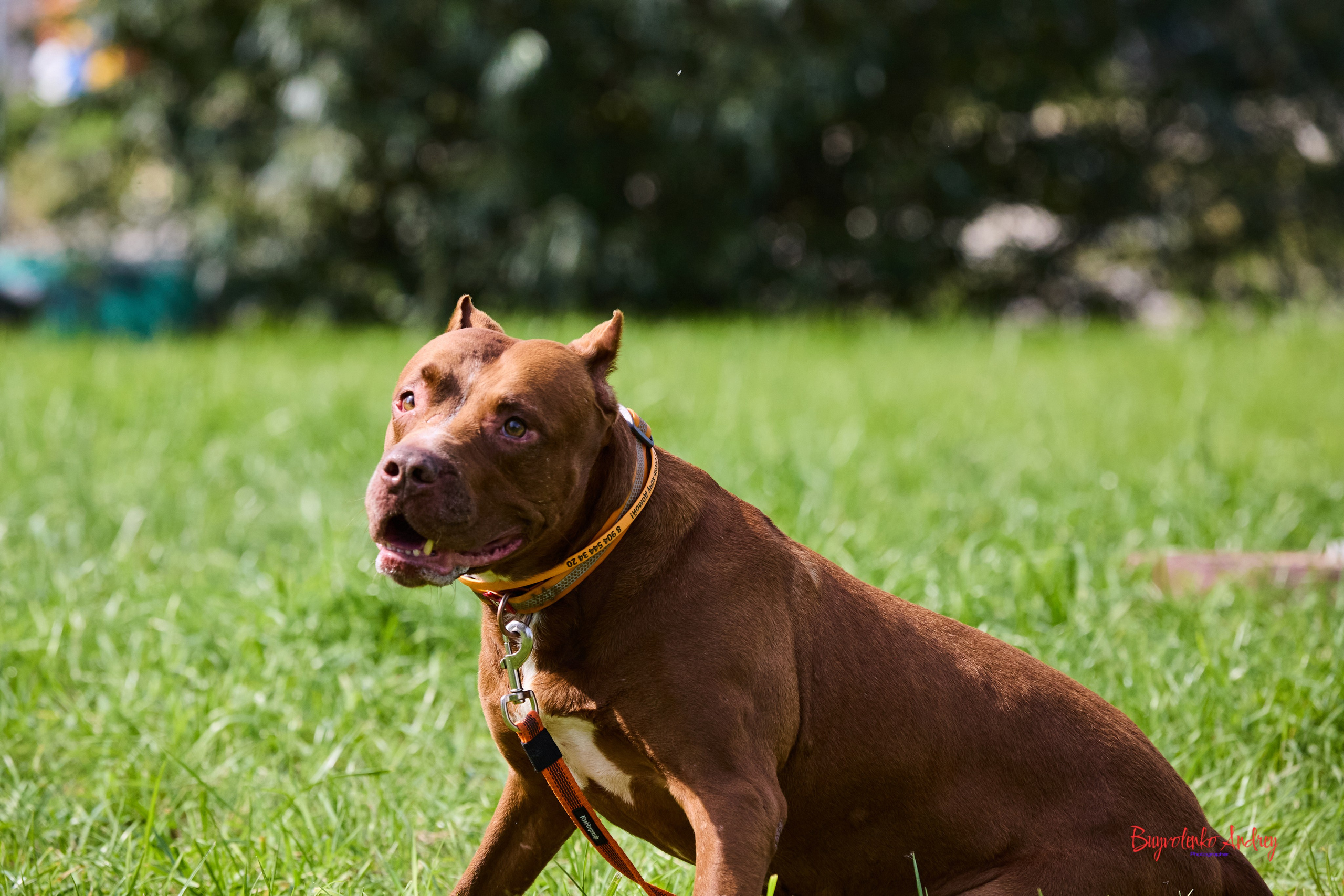 Проект фотопрогулка с хвостиком. Buyvolenko Andrey