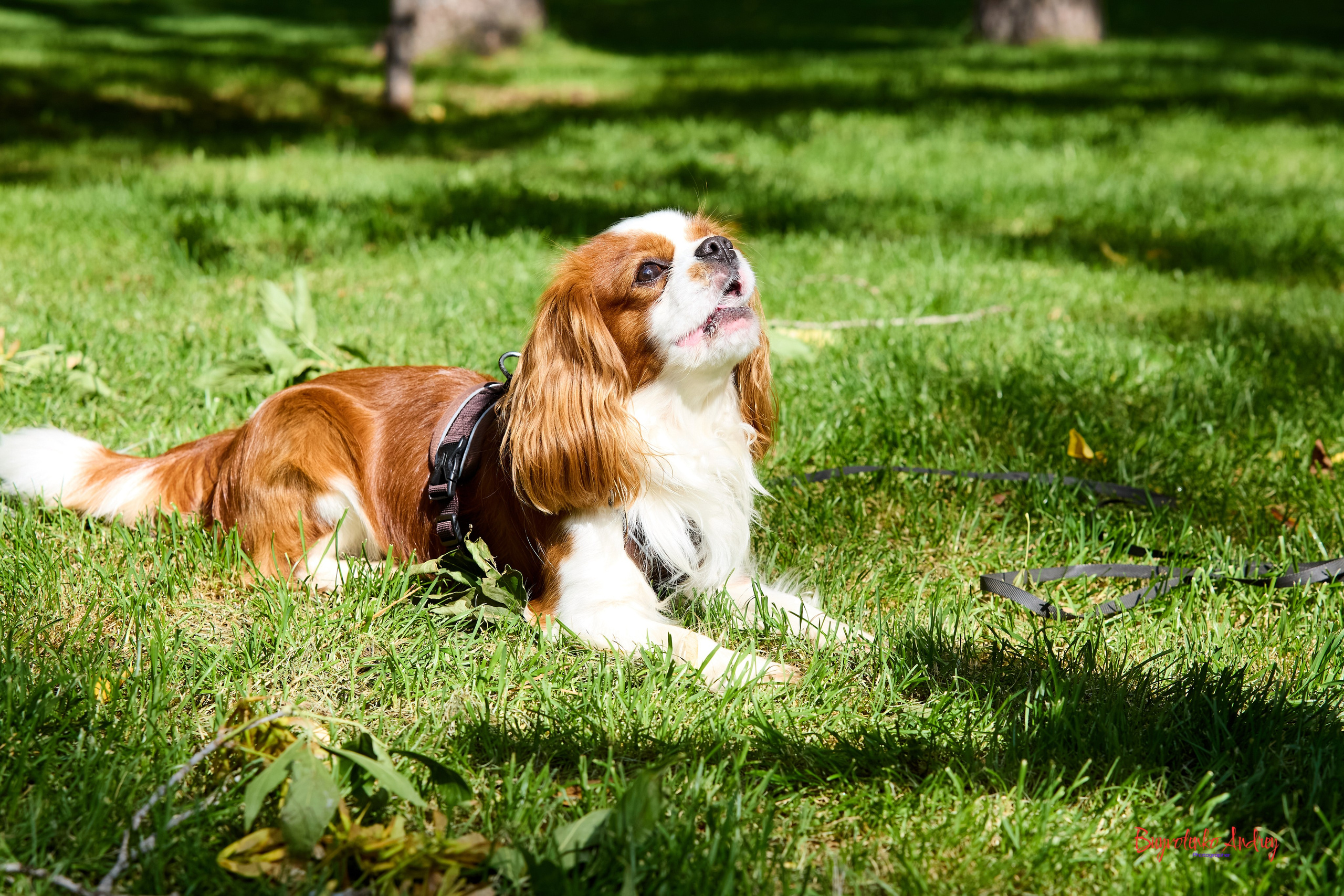 Фотопрогулка с кавалерами. Buyvolenko Andrey