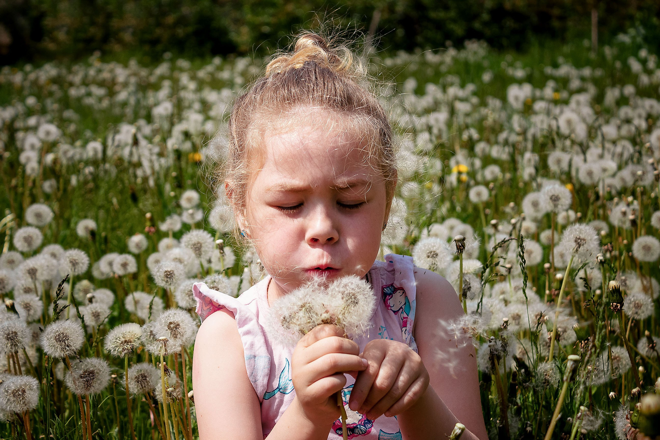 Одуванчики. Фотограф в Богдановиче Анна Сантяпова