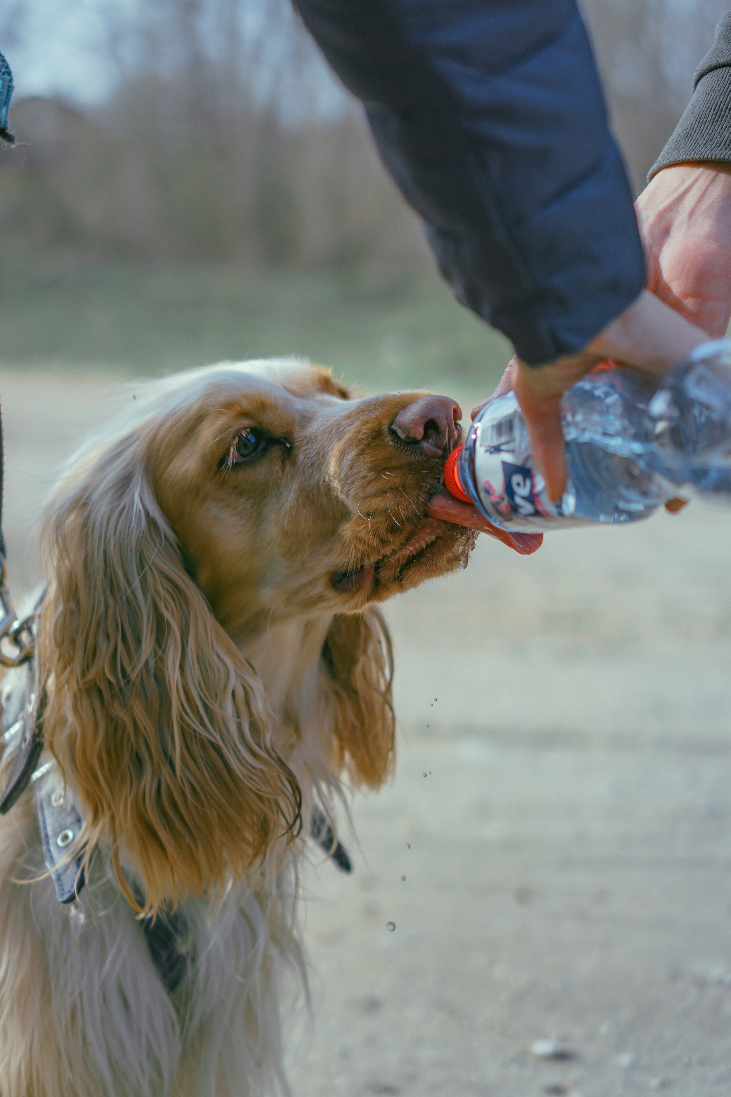 Лютик. Фотограф в Кстово и Нижнем Новгороде KOLOSOK