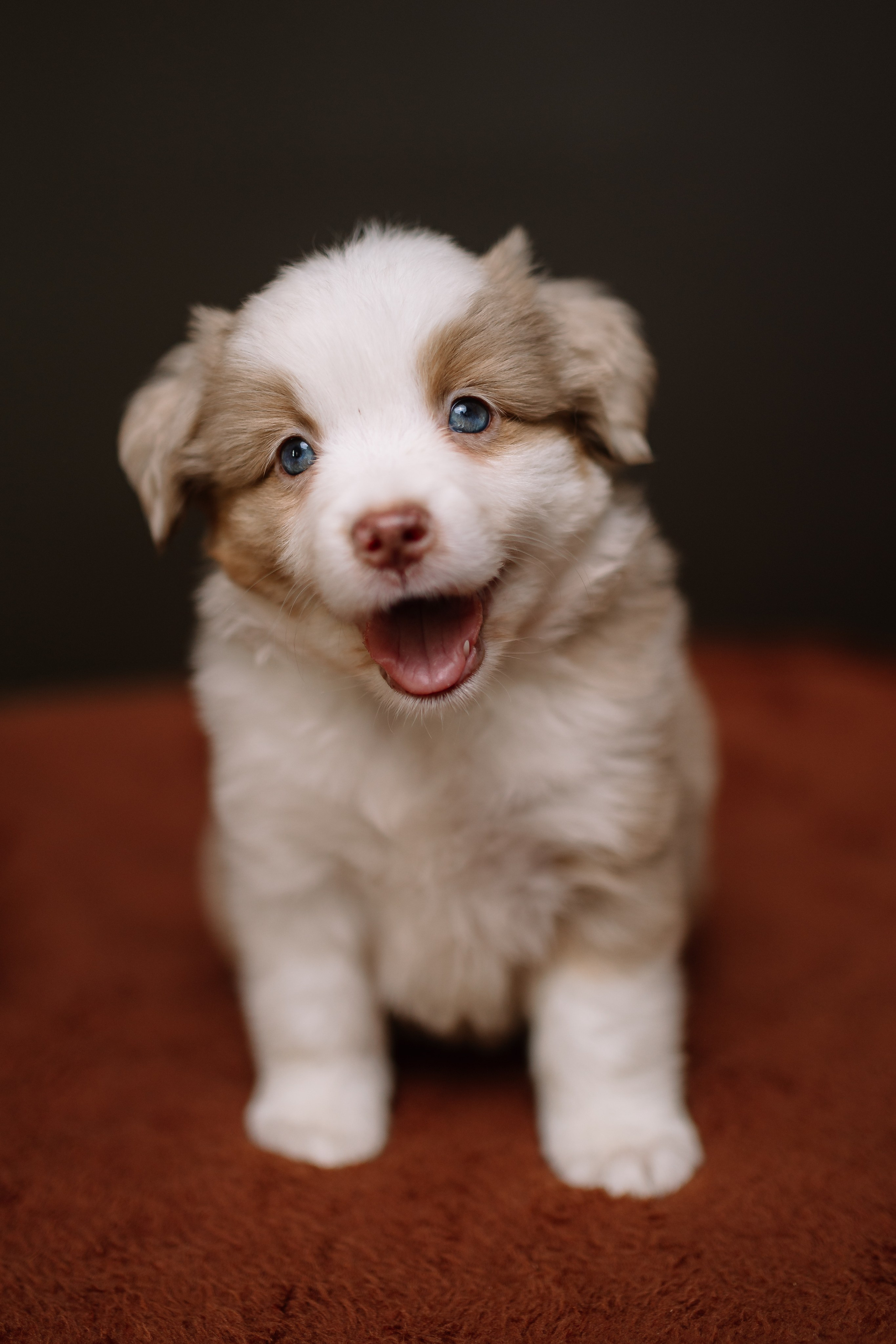 Щенки Миниатюрной американской овчарки. В студии. Фотограф Александра Кузнецова
