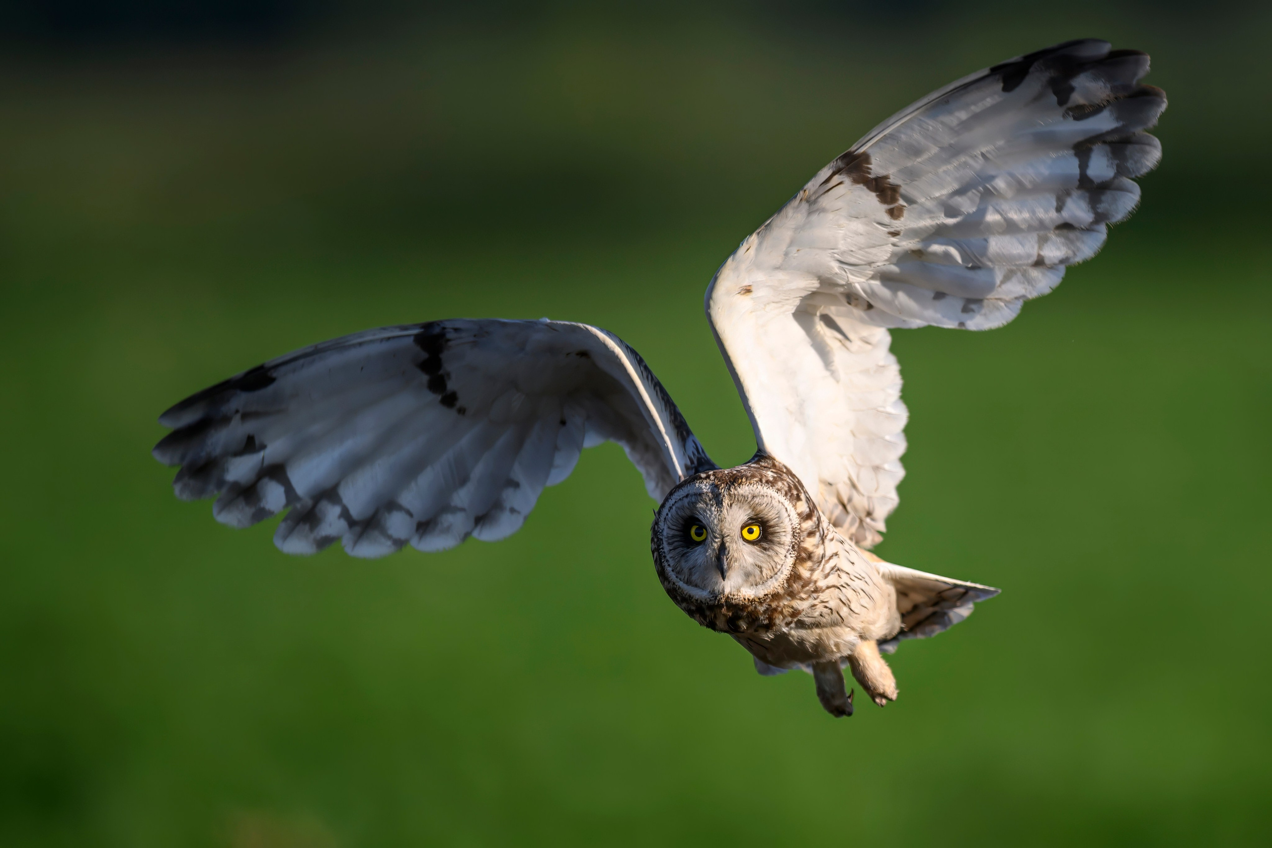 Short eared owl. Wildlife photography by Sergey Puponin