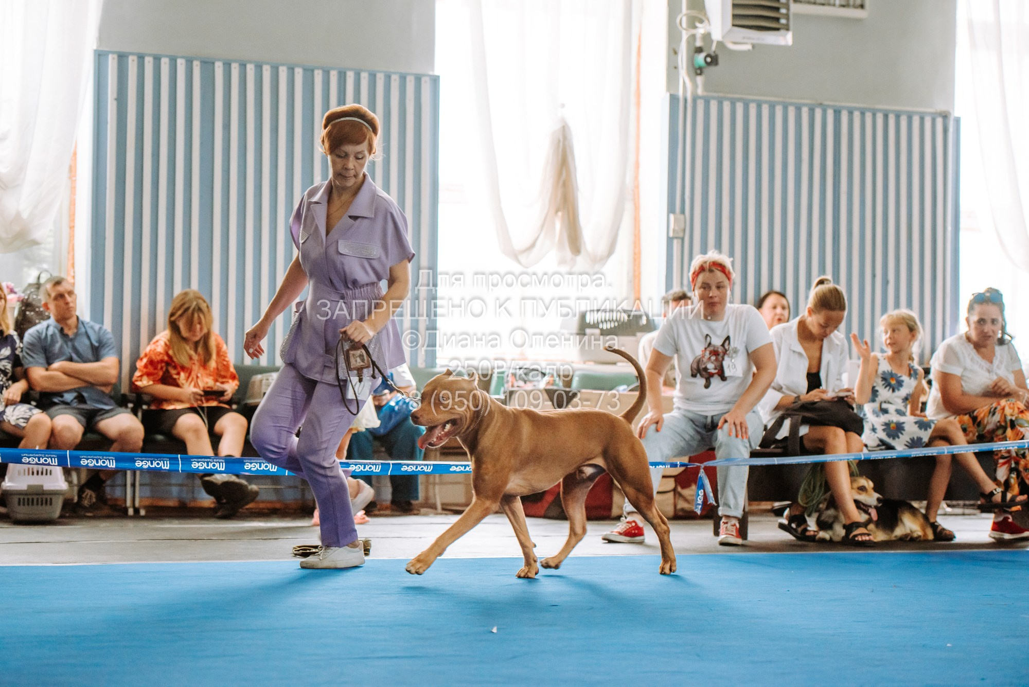 Национальная выставка собак всех пород ранга САС-IKU «Кубок Красноярск. Фотограф Диана Оленина Красноярск / Братск