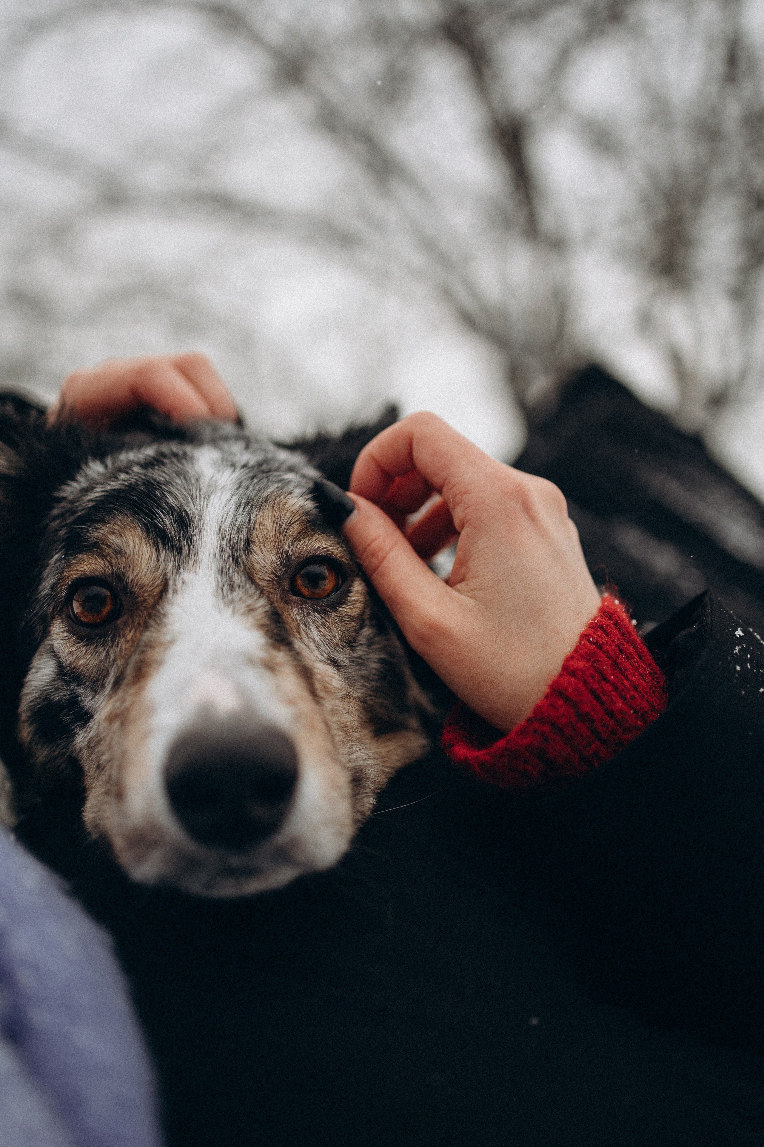 Настя и Тор. Фотораф — анималист Мария Шистка