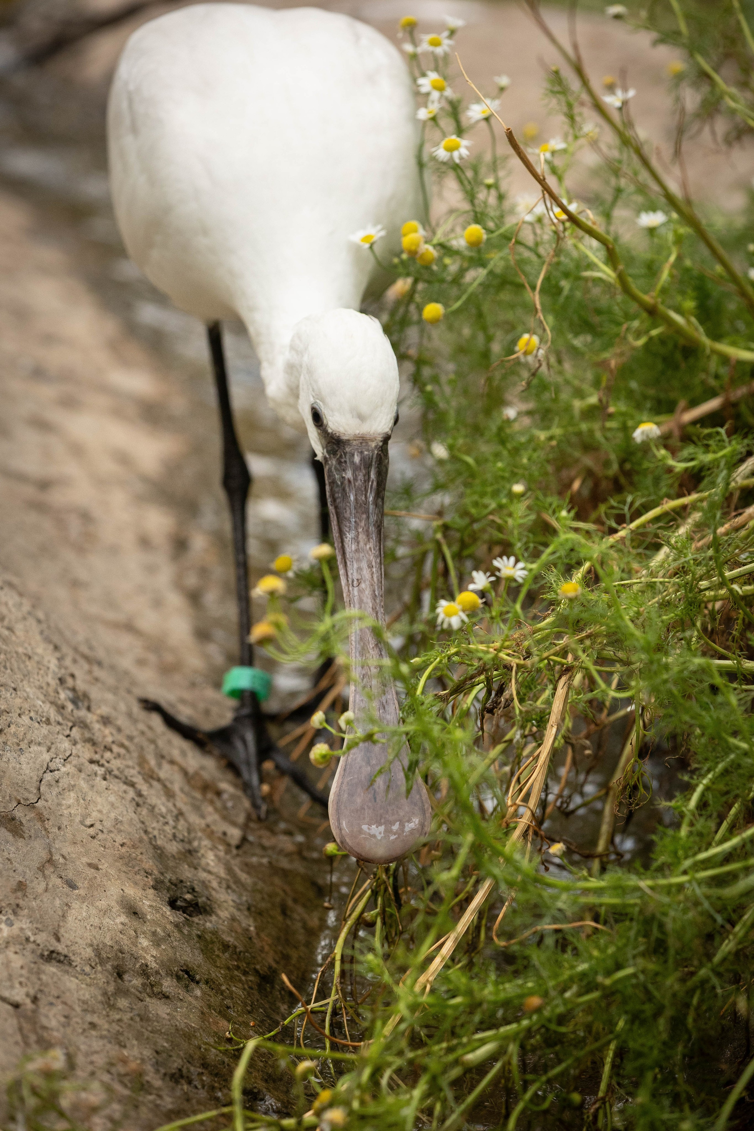 Зоопарк Малинки. Фотограф-АниМалист Анна Абрамова