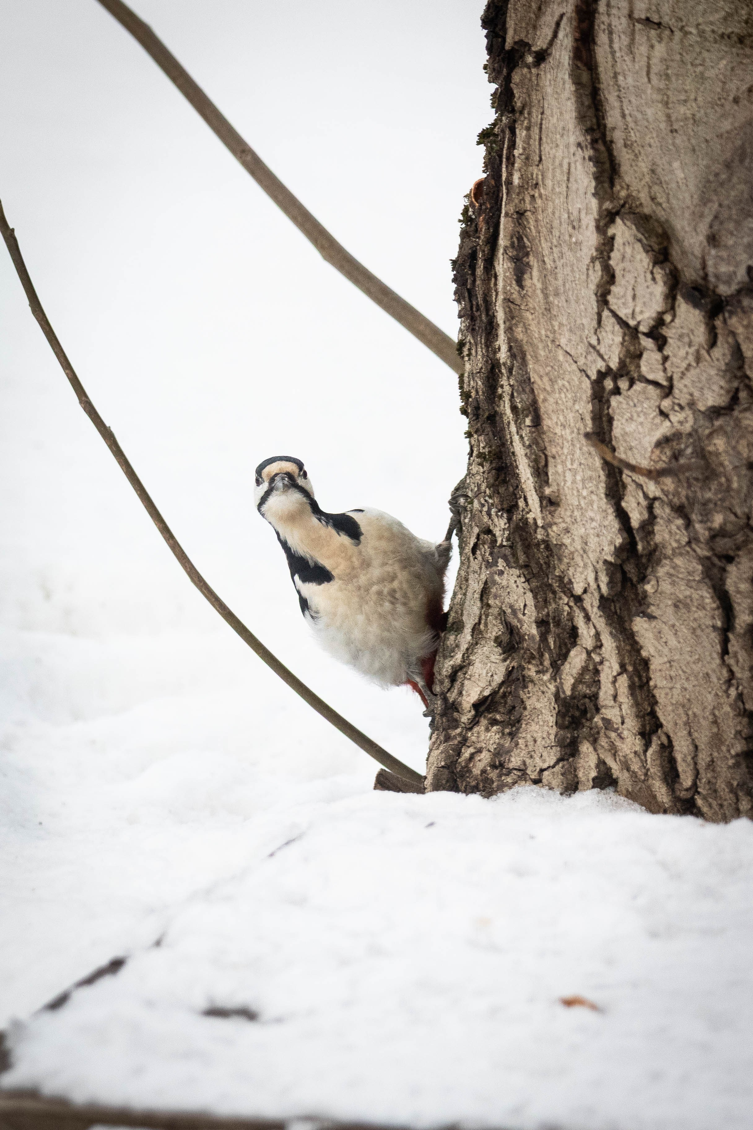 Дикий животный мир. Фотограф-АниМалист Анна Абрамова