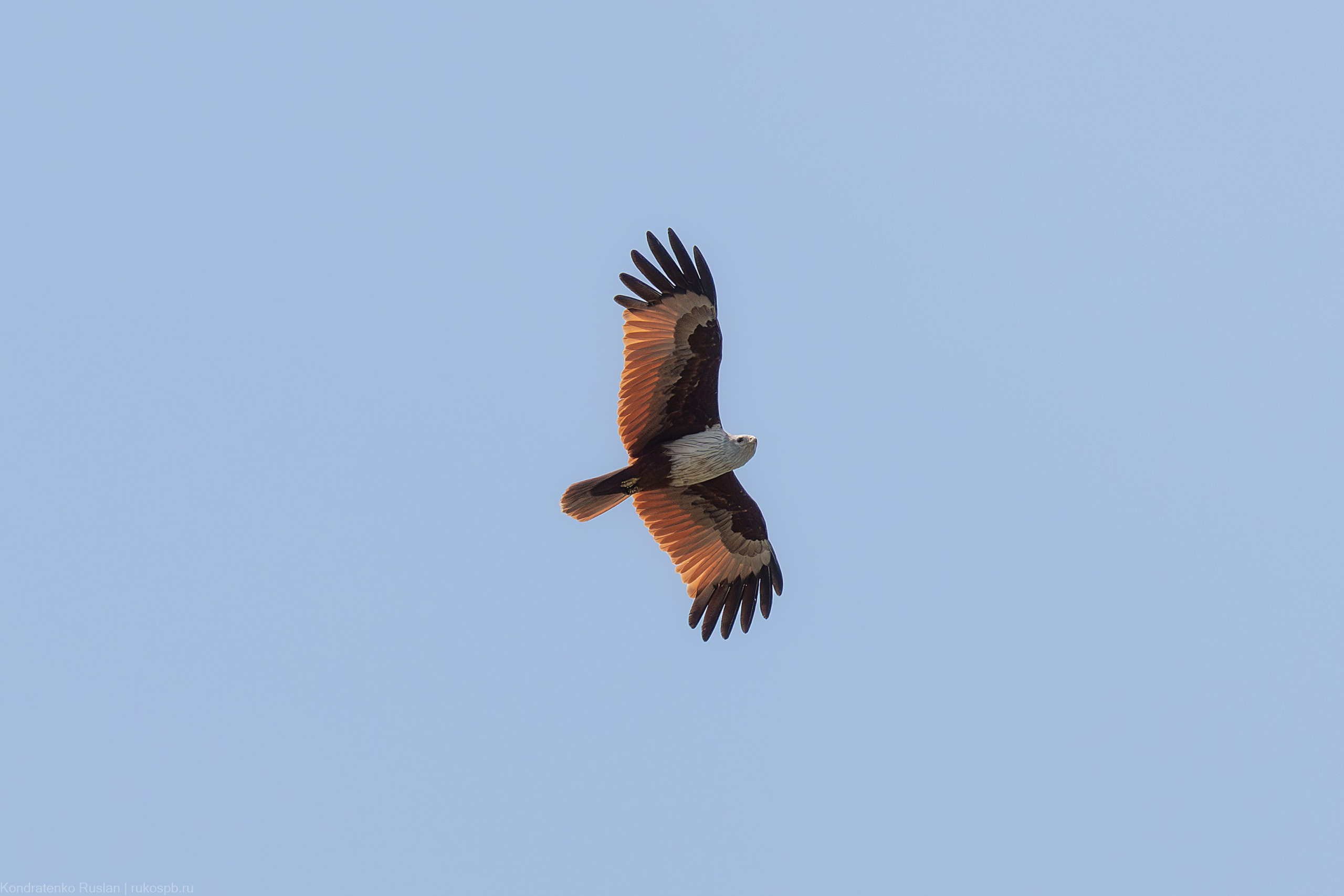 Браминский коршун. Архитектурный и пейзажный фотограф Кондратенко Руслан, Санкт-Петербург