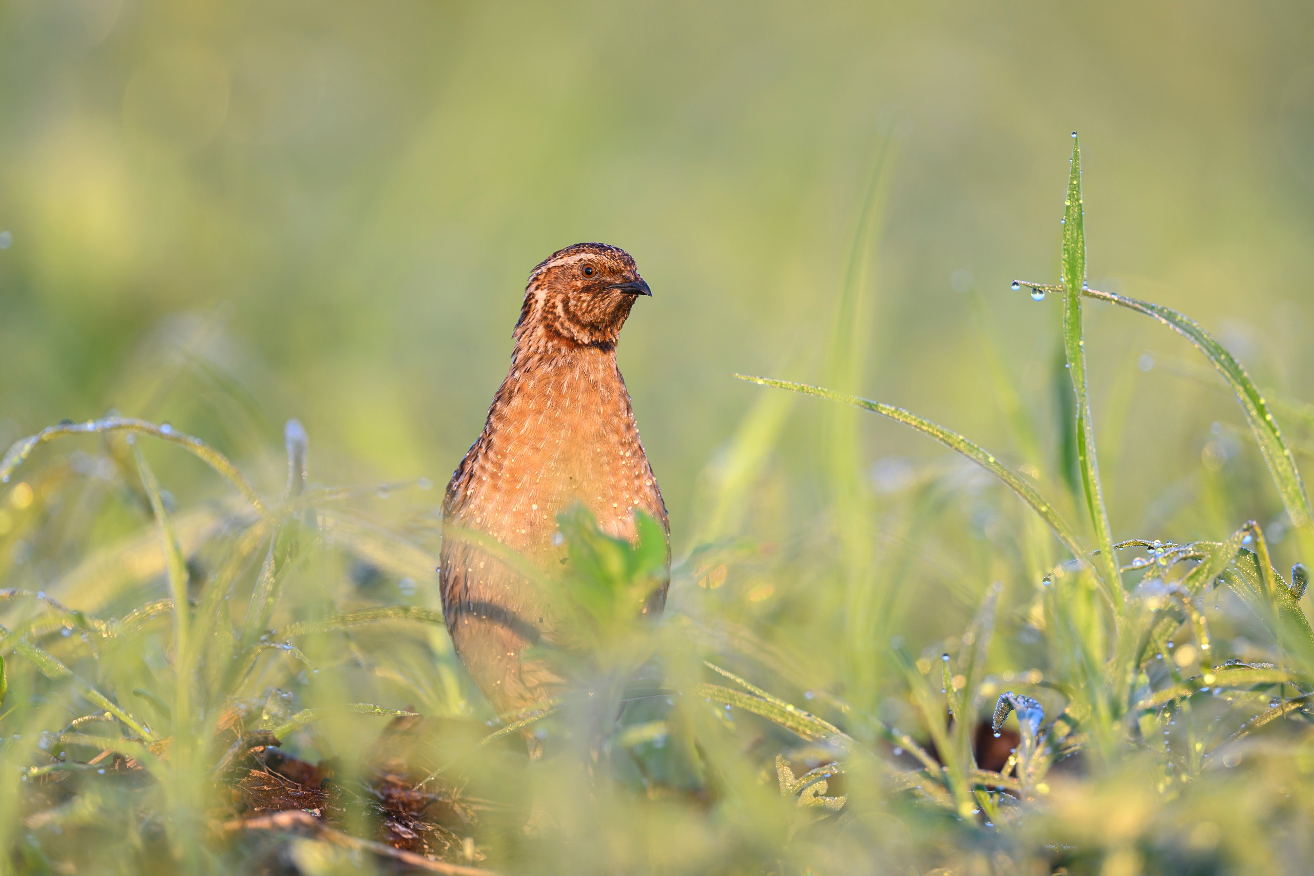 Перепела XII, роса. Фотограф Сергей Пупонин