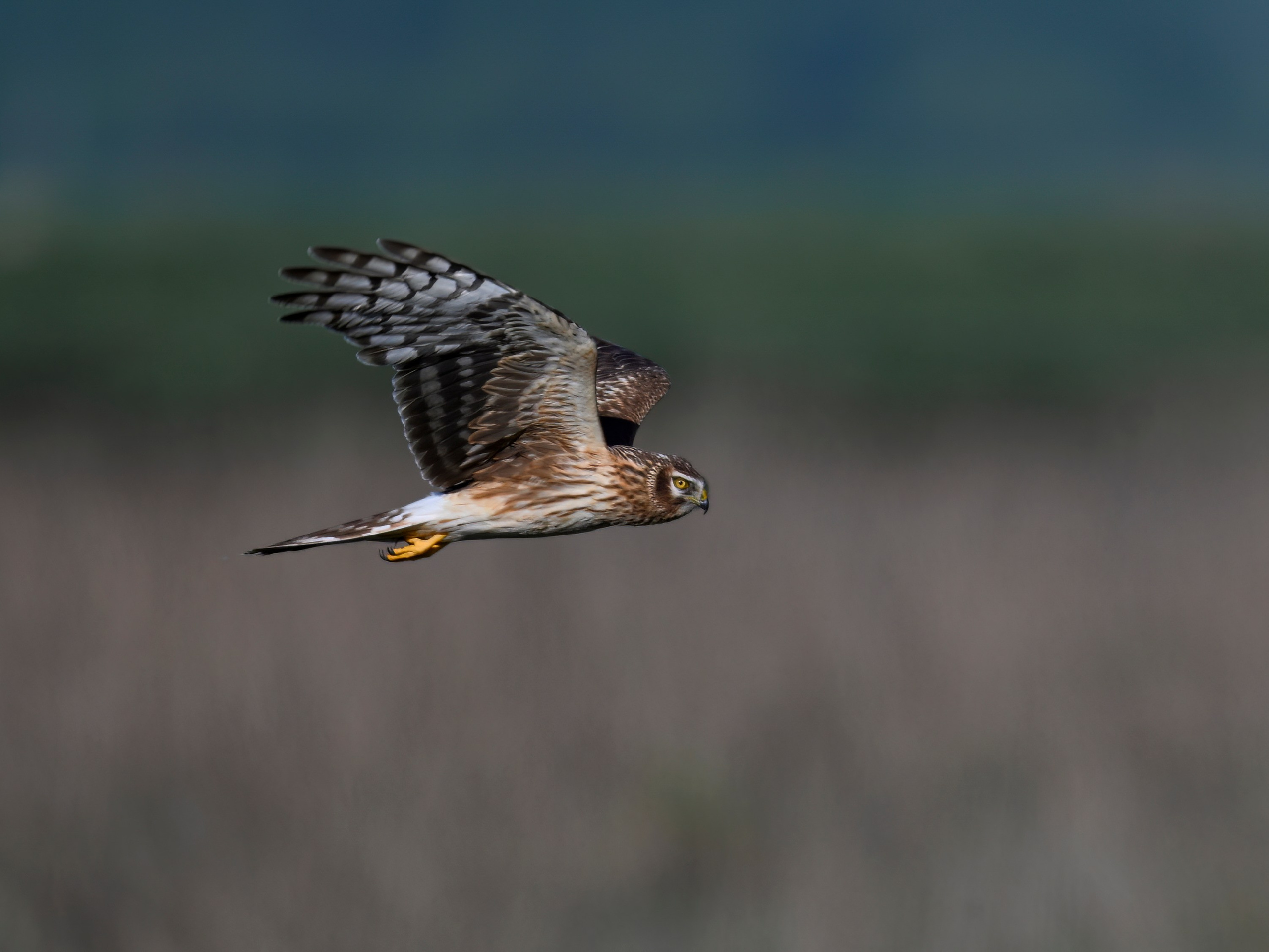 Драки лысух и лунь. Wildlife photography by Sergey Puponin
