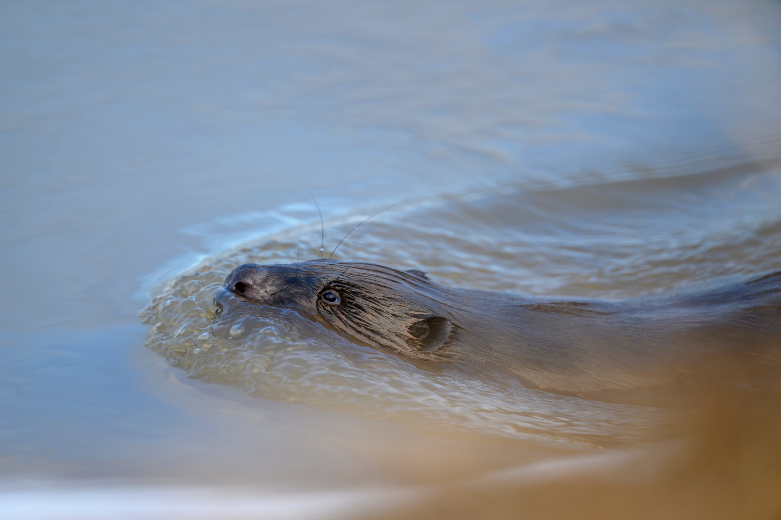 Бобер и ондатра. Wildlife photography by Sergey Puponin