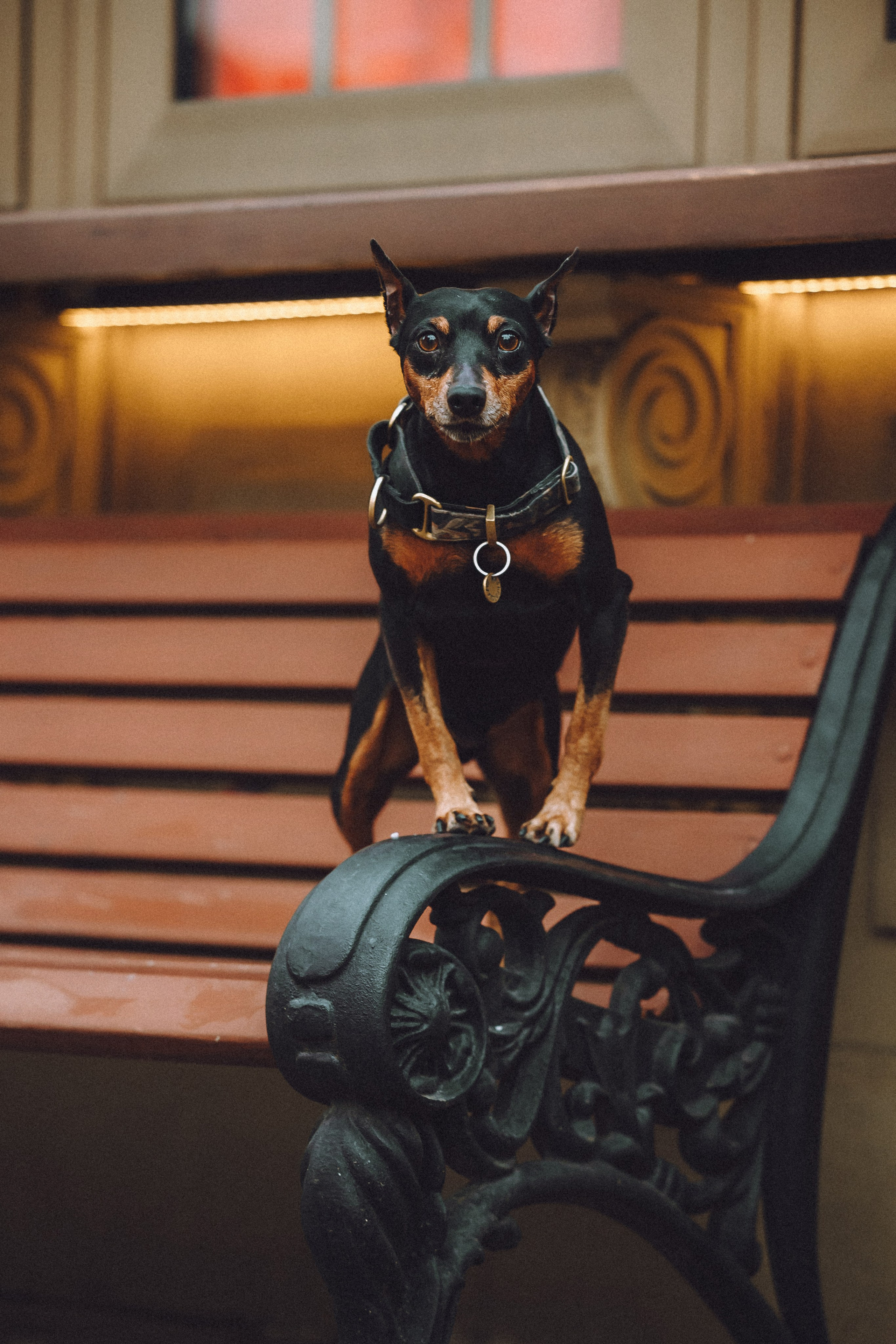 Топик и его семья