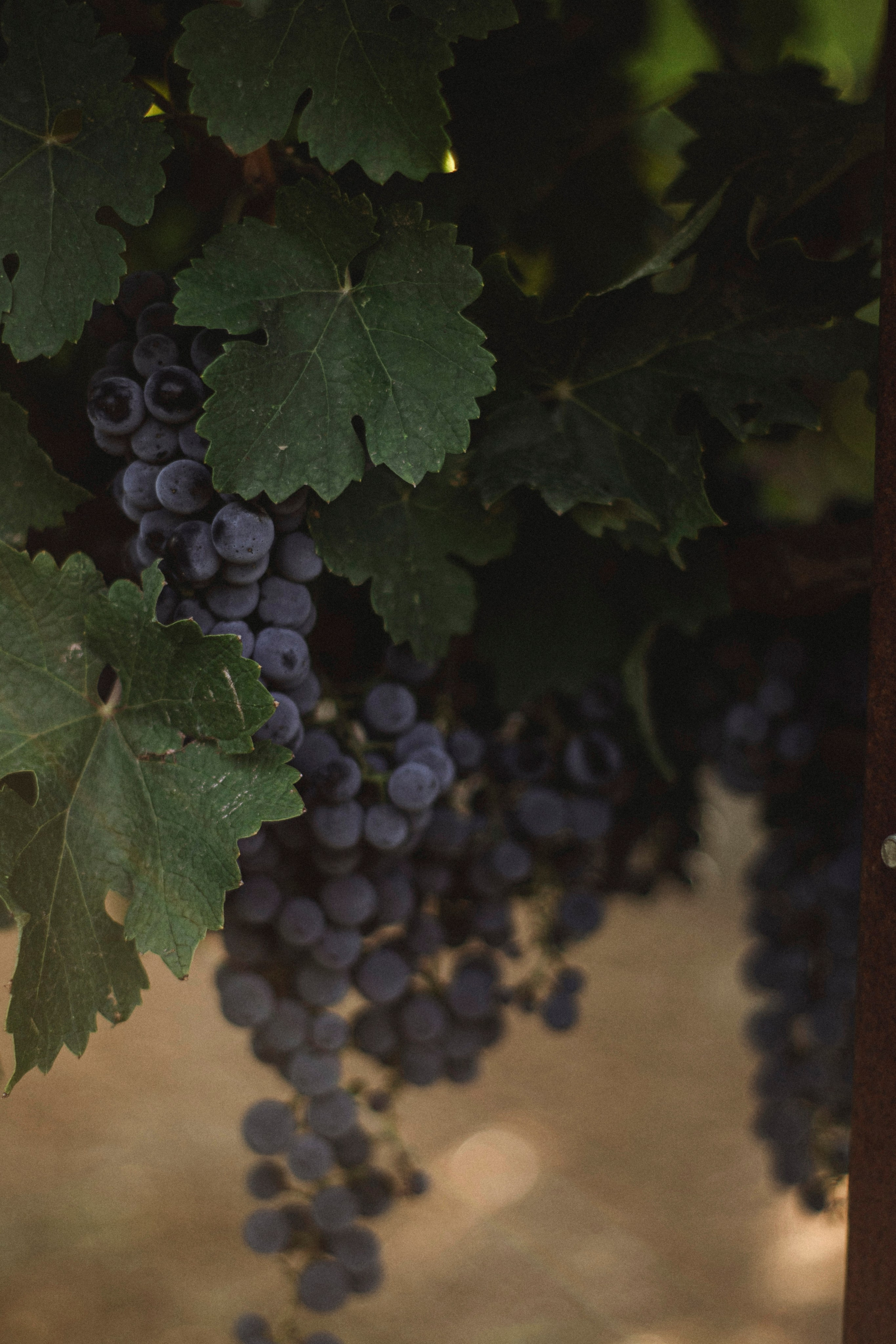 Уличная фотосессия винодельня. Я — фотограф, который помогает запечатлеть самые важные моменты вашей жизни!