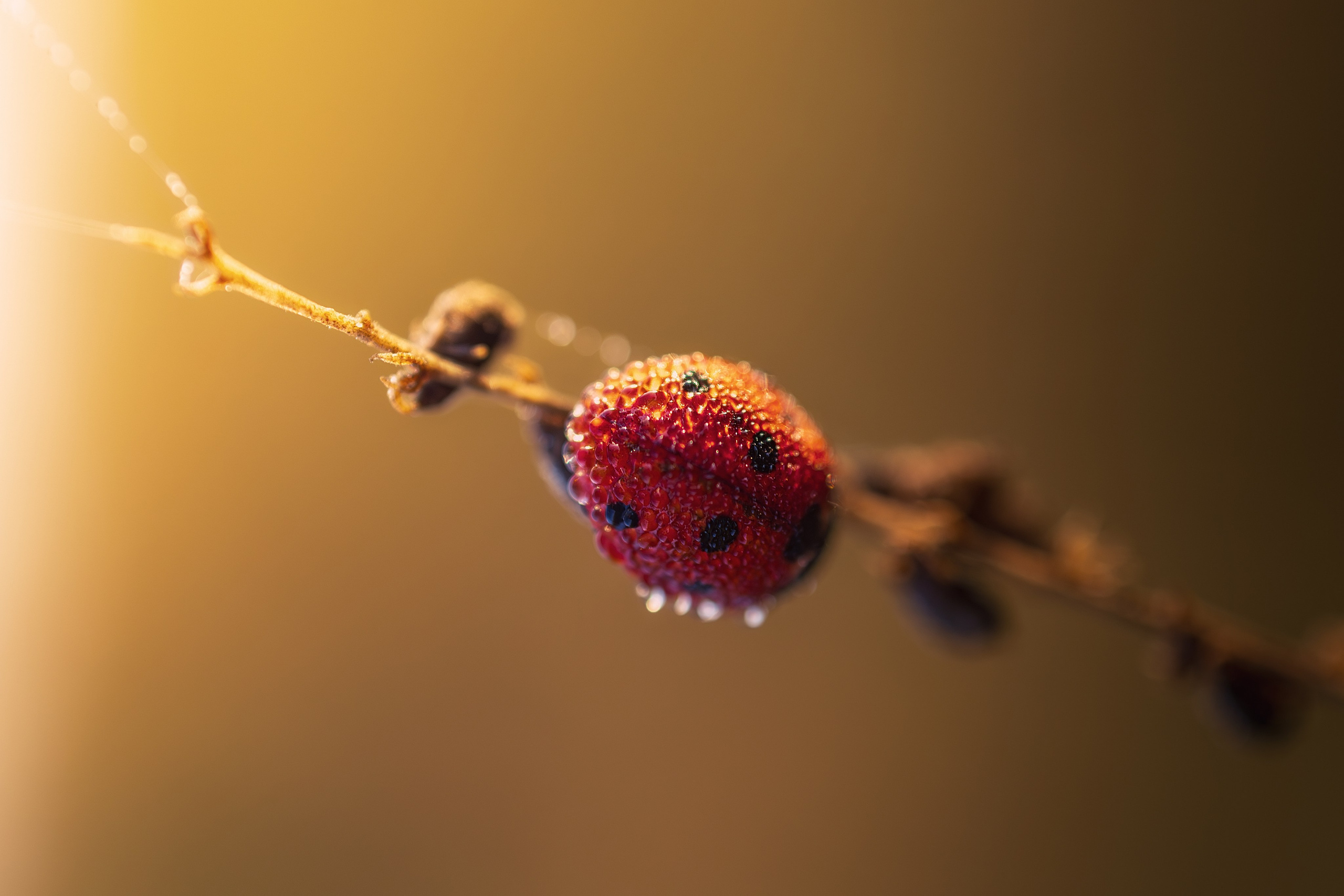 Николай Брытков — фотограф в Туле