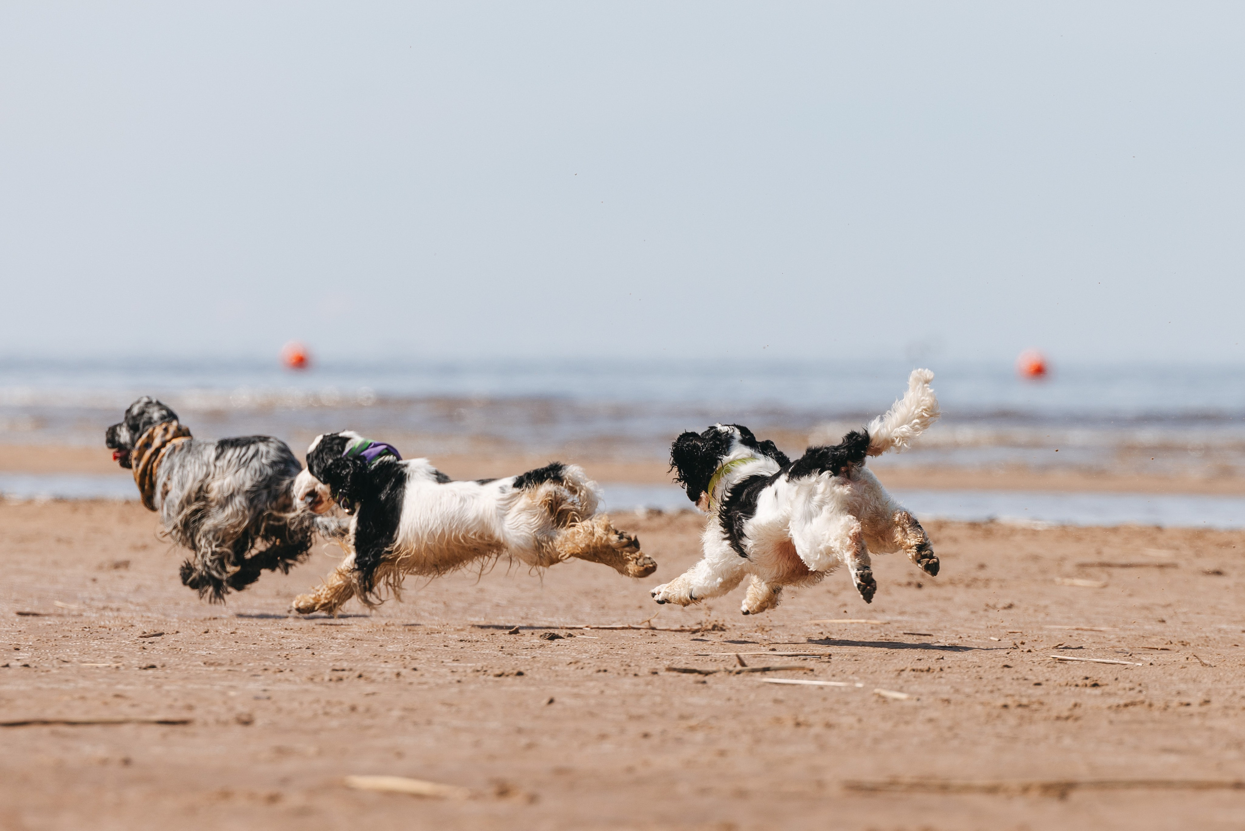 Спанимания. Фотограф анималист Осипчикова Мария