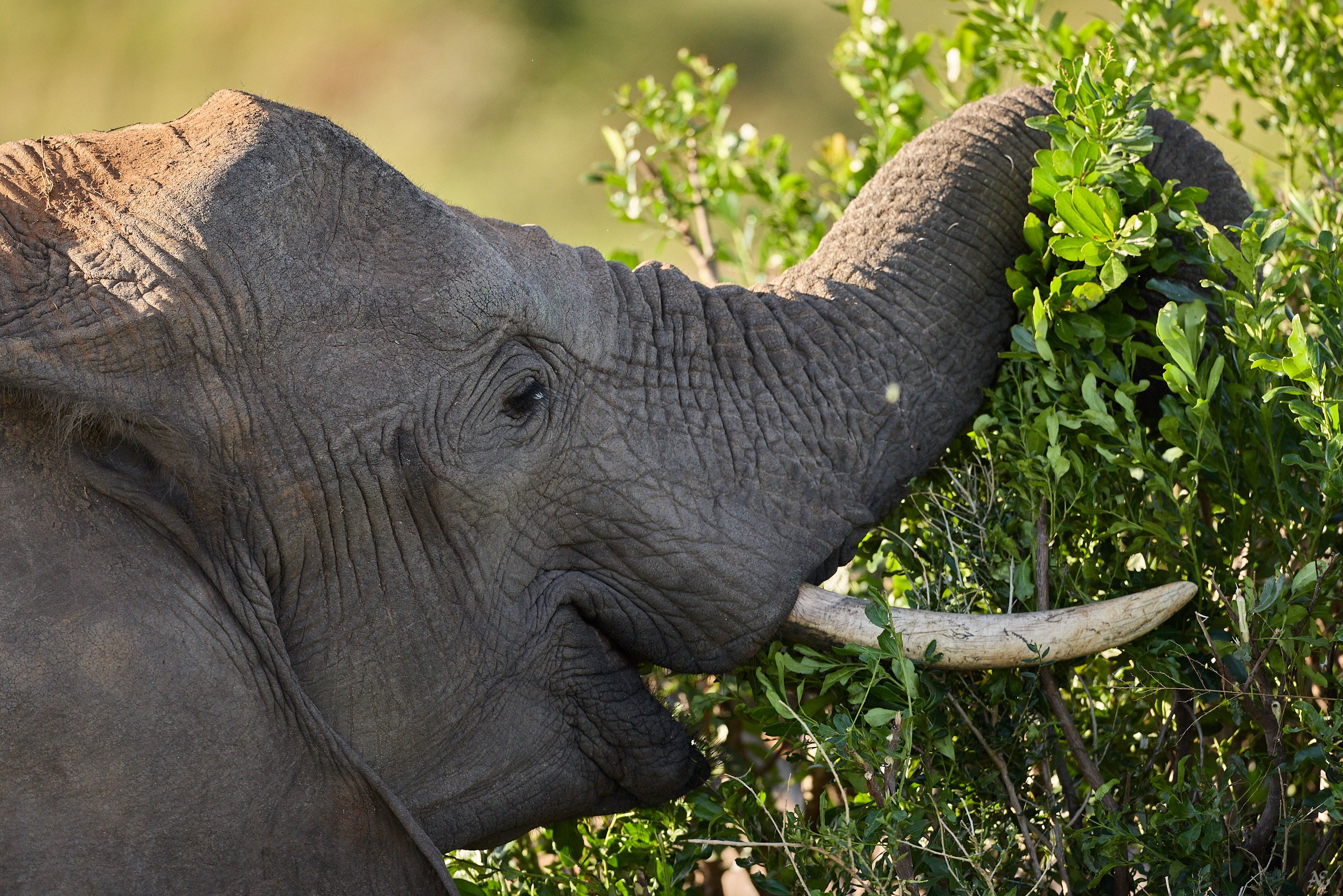 Вкусно, правда?