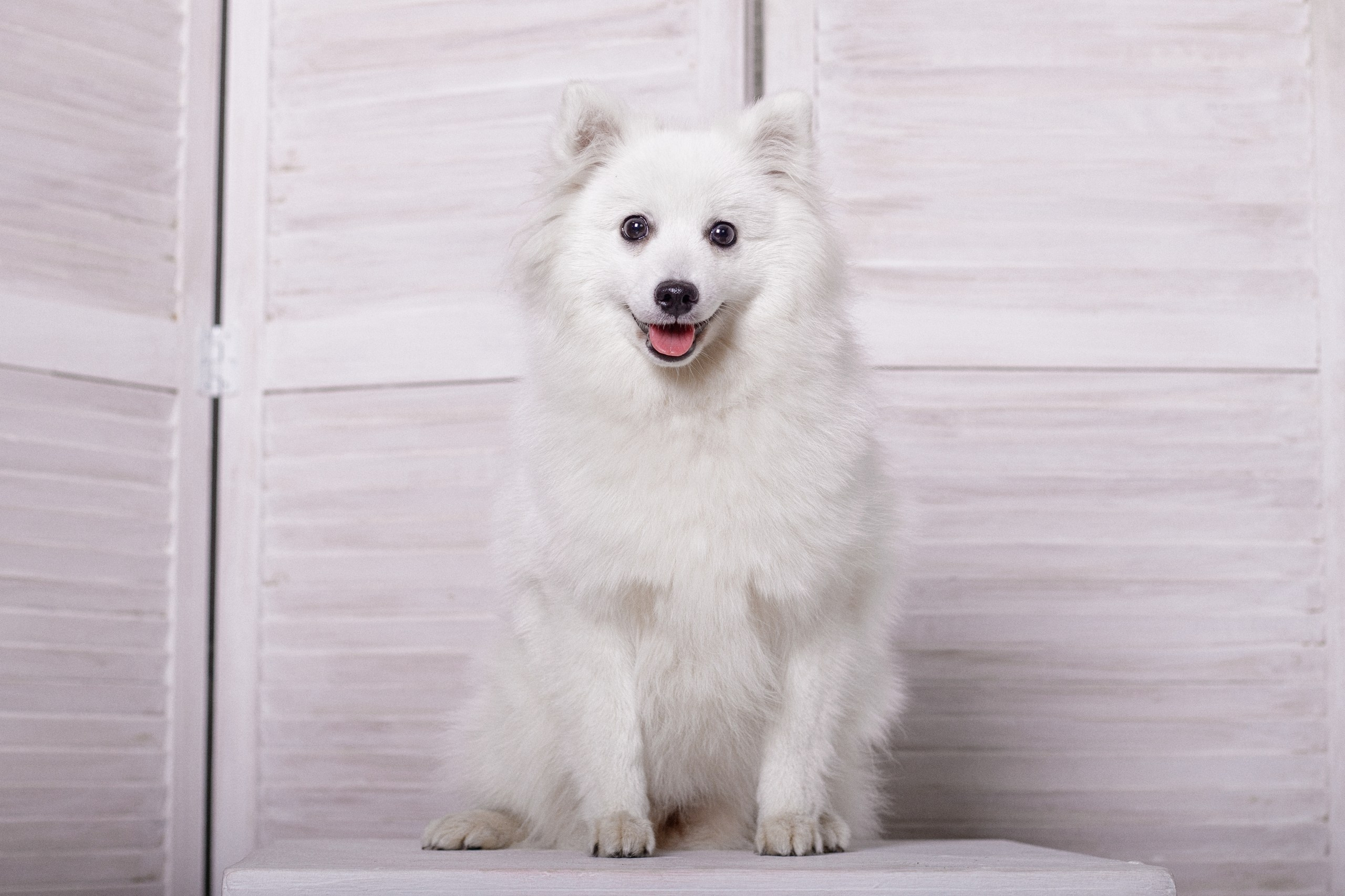 Марина, Дима и Дэли. Фотограф-анималист в Калуге Мария Шерскова