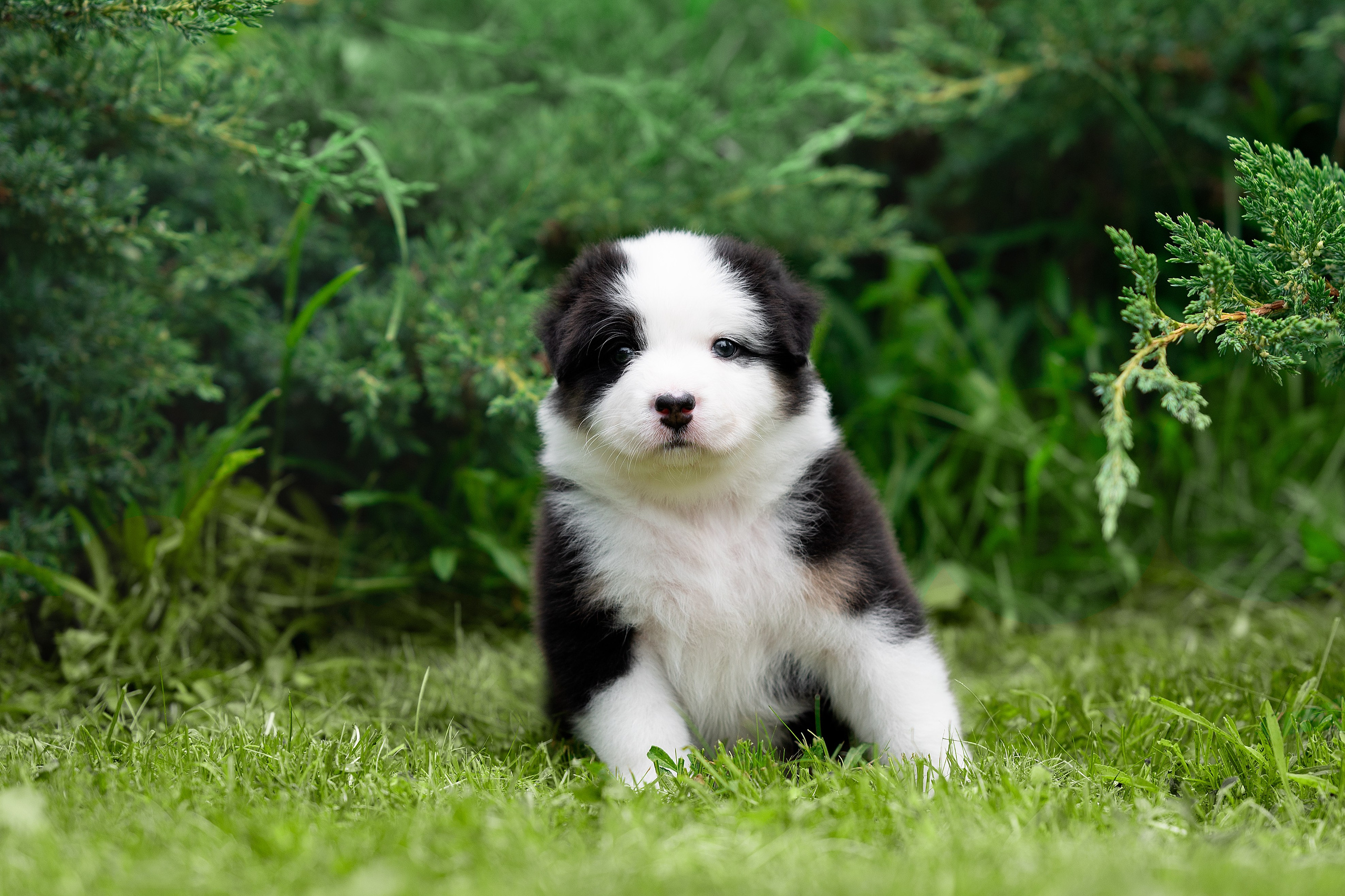 Заводчик Елизавета Степанова. Творческий фотограф Вологда