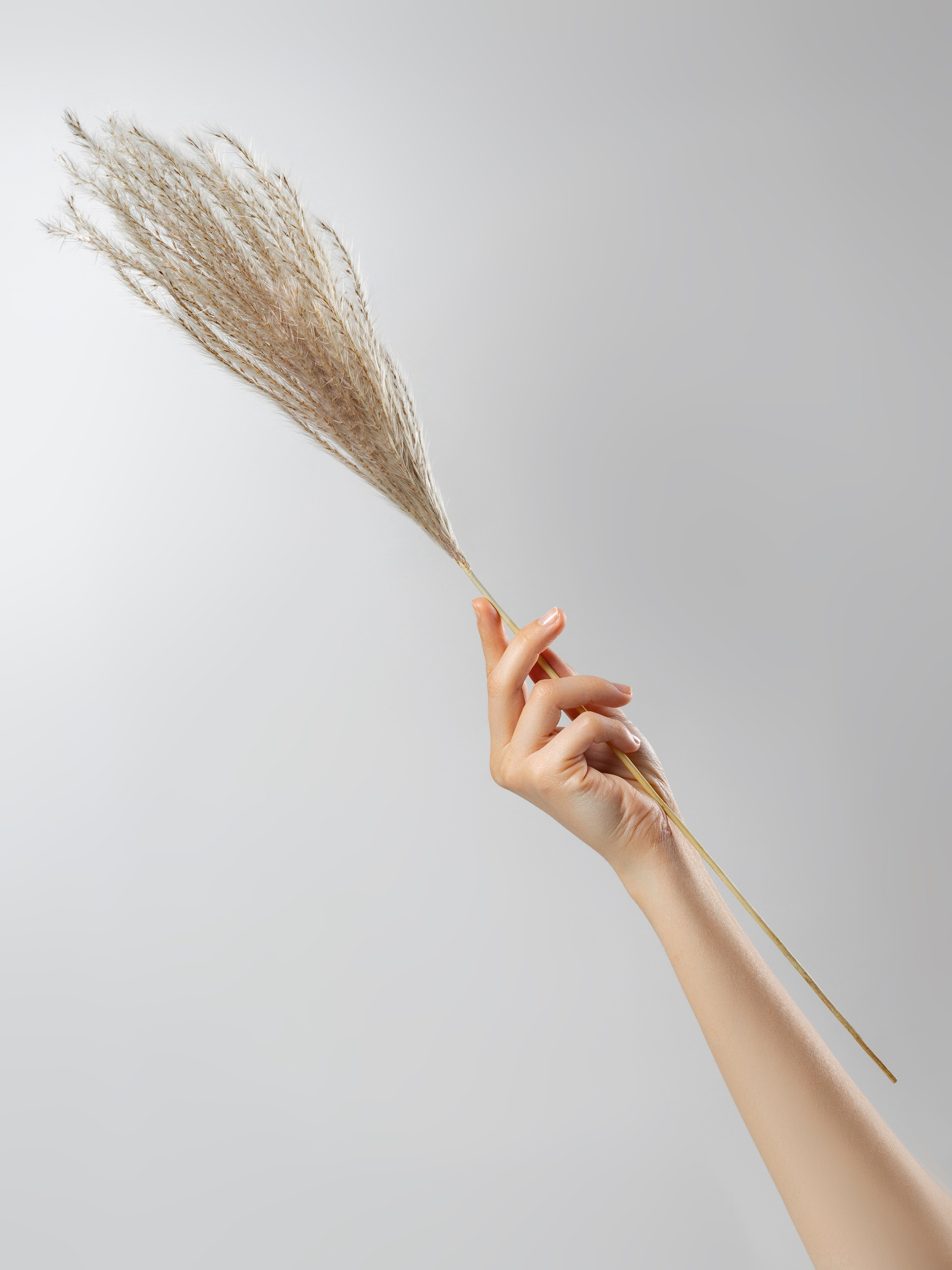 Сухоцветы для Wildberries. СЕМЕЙНЫЙ И ПРЕДМЕТНЫЙ ФОТОГРАФ — ЛЕНА ГОНЧАР | КРАСНОДАР | МАЙКОП