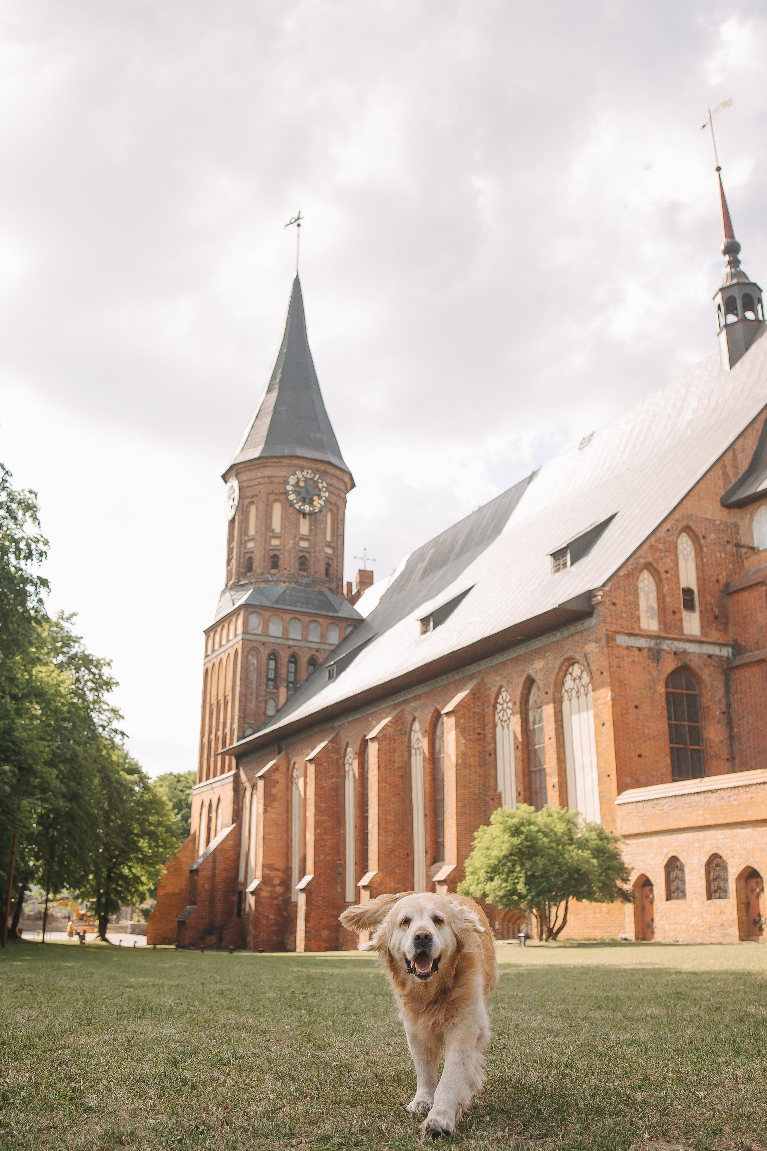 Золотистый ретривер Кант, Калининград. Свадебный и женский фотограф