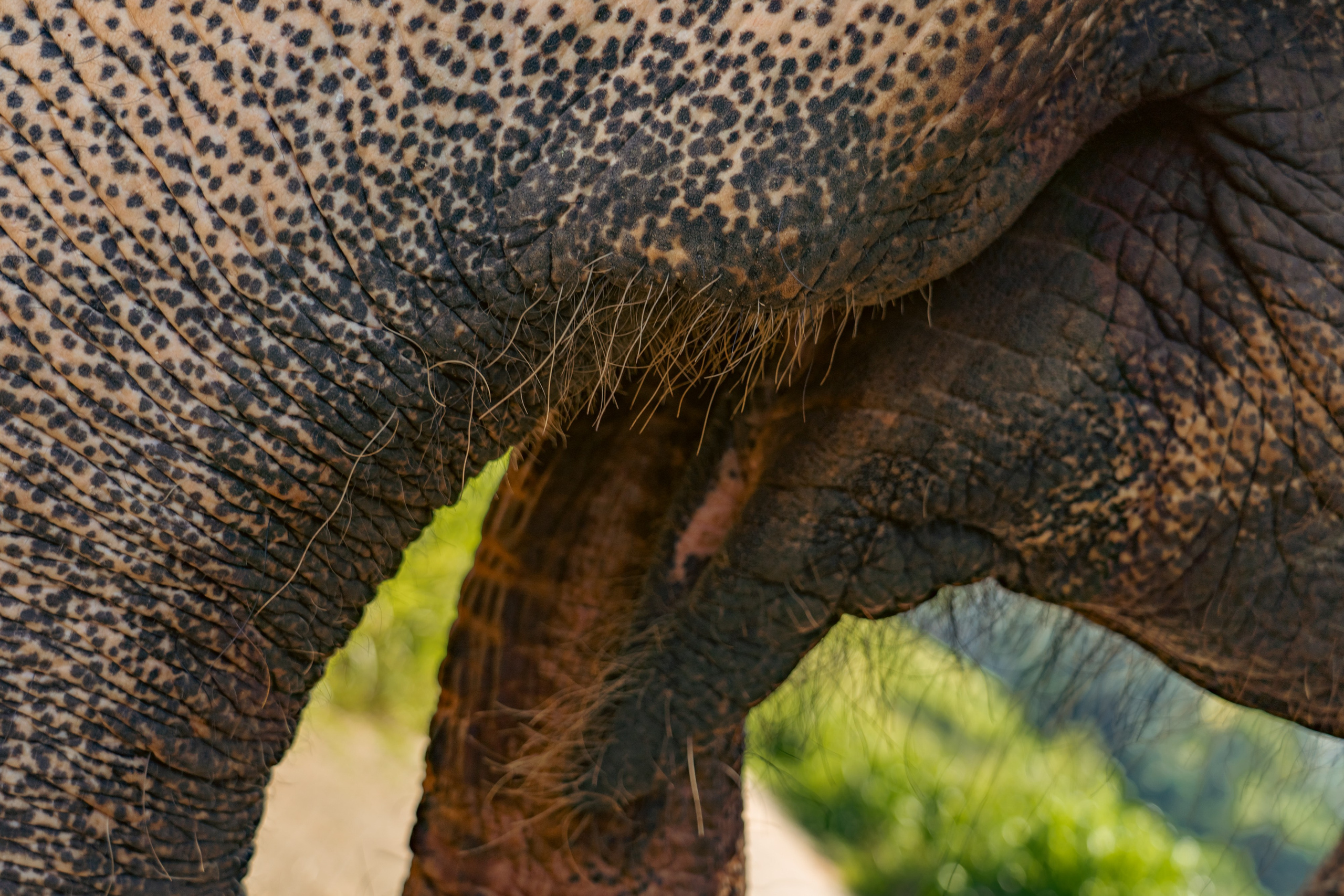 Promo content shooting for Ceylon Forward Tours